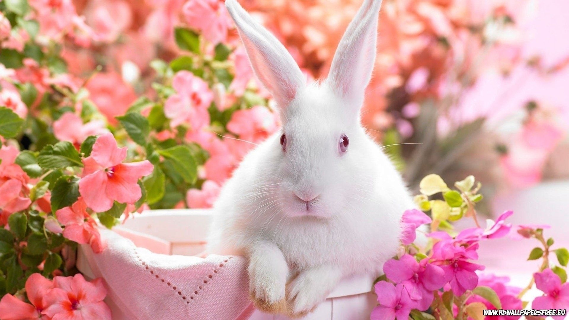 1920x1080 Adorable Easter Bunny, Desktop