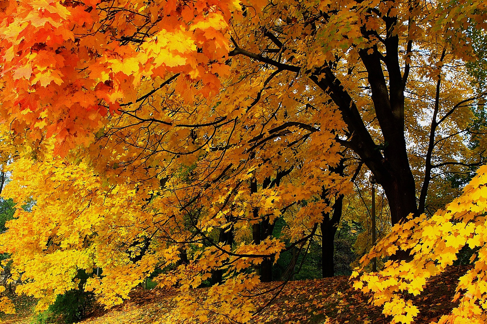 1920x1280 Download free photo of Autumn, fall, trees, colors, nature, Desktop