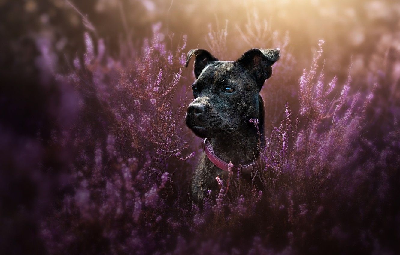 1340x850 Wallpaper look, face, portrait, dog, collar, Heather, Desktop