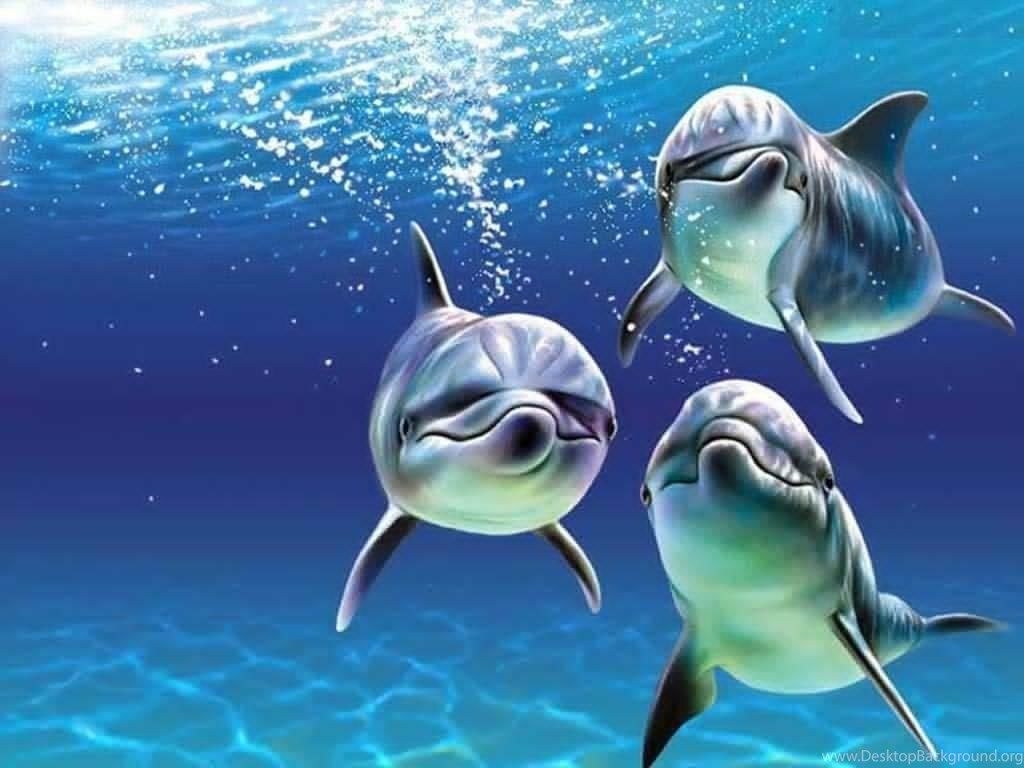 1030x770 Baby Dolphins Wallpaper Desktop Background, Desktop