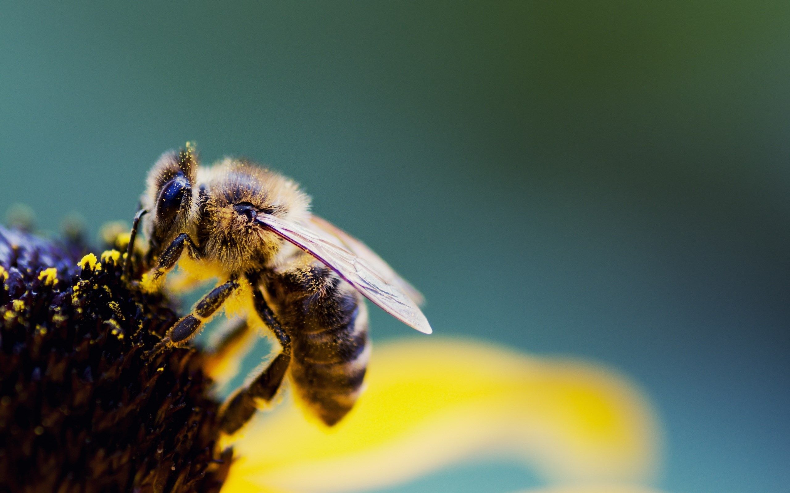 2560x1600 Cute Bee Desktop Wallpaper Free Cute Bee Desktop Background, Desktop