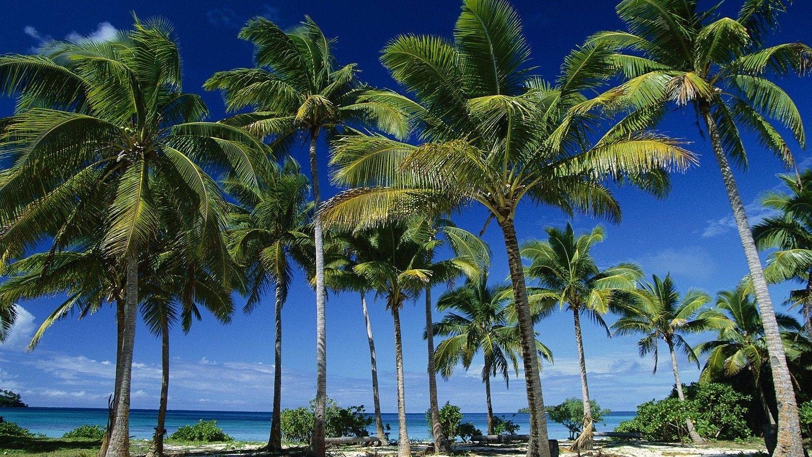 1600x900 Tonga Tag wallpaper: Tonga Coconut Summer Taunga Palms Island, Desktop