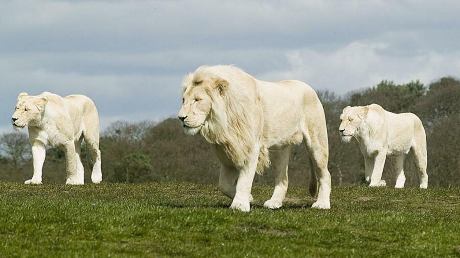 1600x900 Beautiful White Lion Wallpaper Free, Desktop