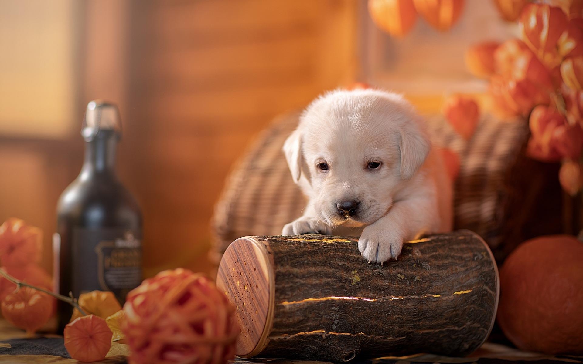 1920x1200 Download wallpaper little white puppy, retriever, halloween, Desktop