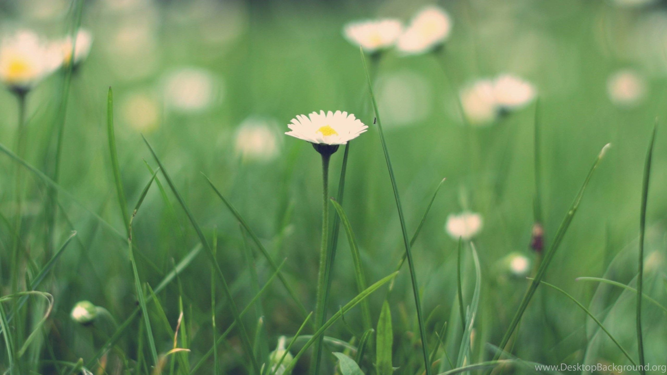 2560x1440 Spring Daisy Flower Macbook Pro Wallpaper HD Wallpaper At. Desktop Background, Desktop