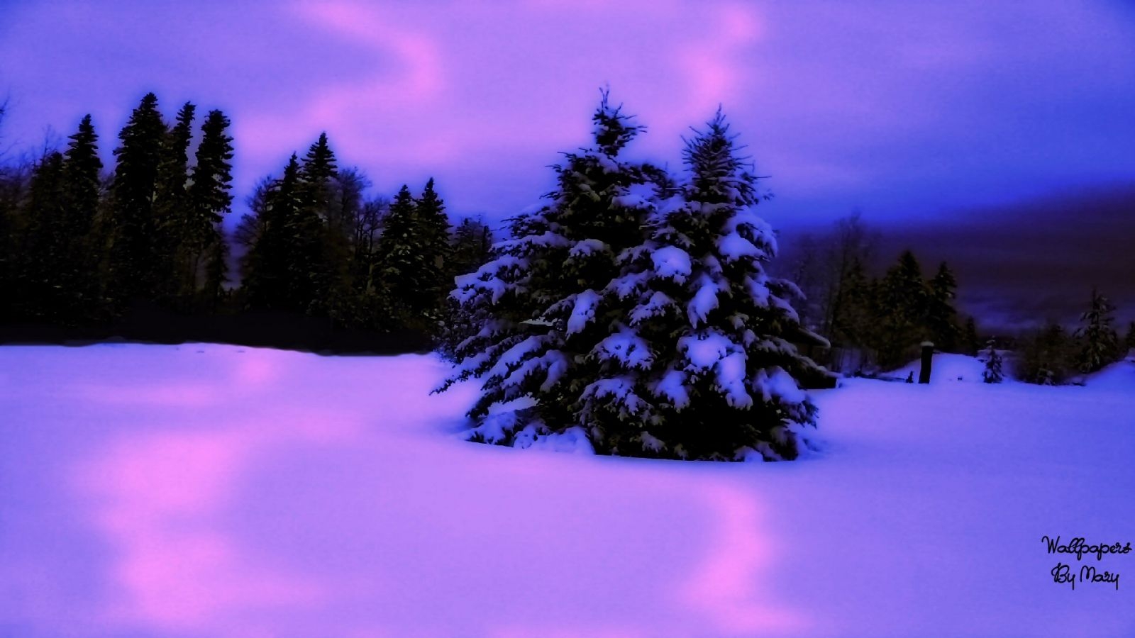 1600x900 Free download Pink And Purple Winter 1920x1080 wallpaper ForWallpapercom [1920x1080] for your Desktop, Mobile & Tablet. Explore Purple Winter Wallpaper. Pink And Purple Wallpaper, Purple Desktop Wallpaper, Purple Wallpaper Background, Desktop