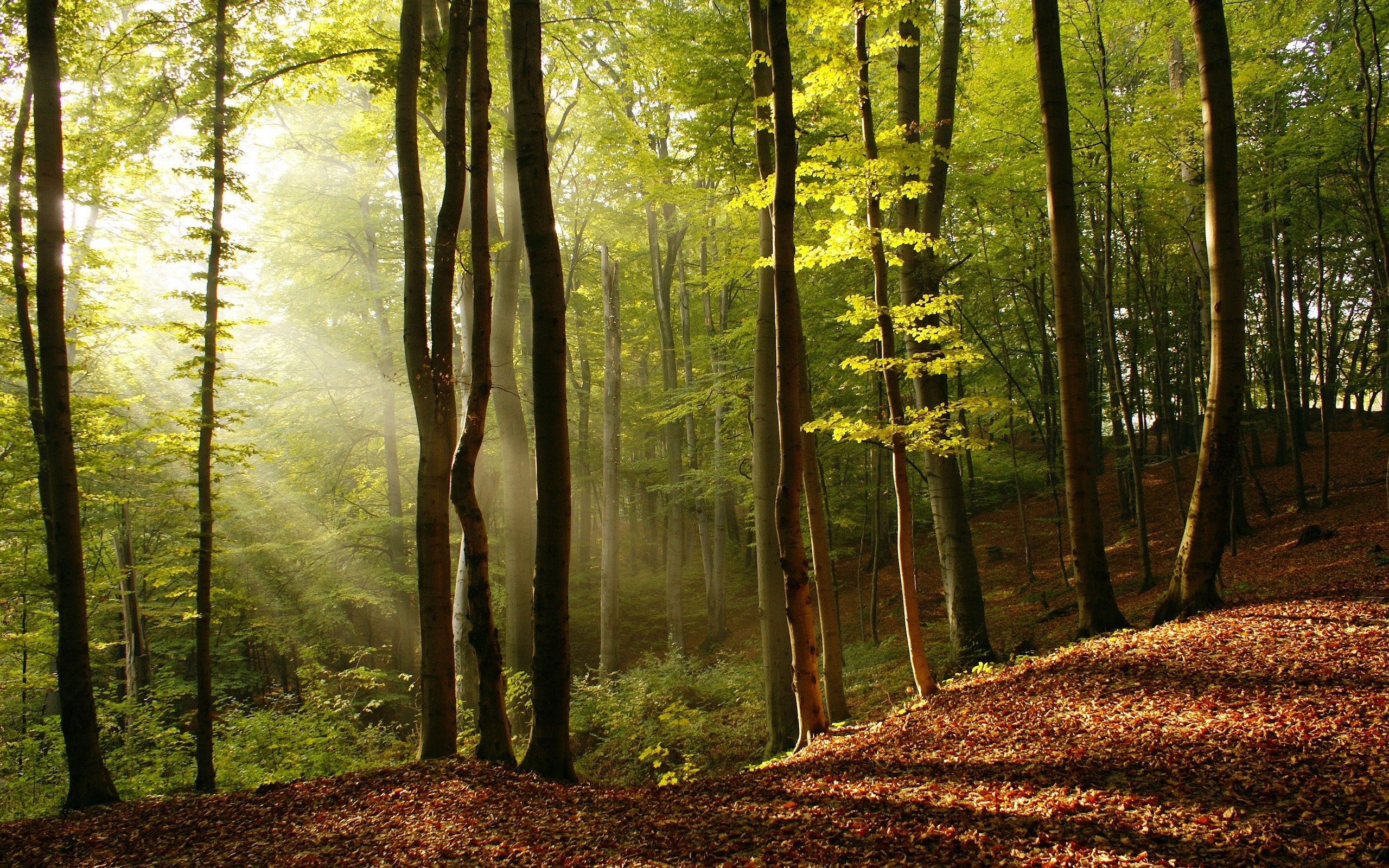 2560x1600 Nature trees forest sunlight wallpaperx1600, Desktop