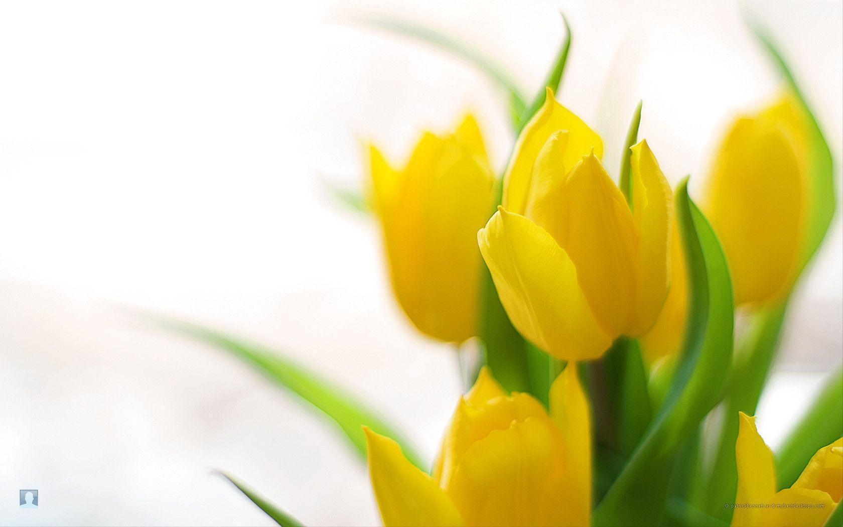 1680x1050 Spring Flower Basket Gallery HD Wallpaper Landscape, Desktop