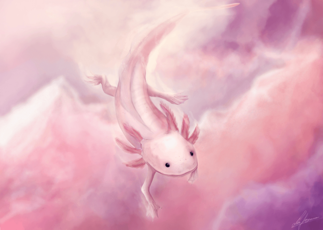 1060x760 Animals Anonymous: Axolotl and Olm, Desktop