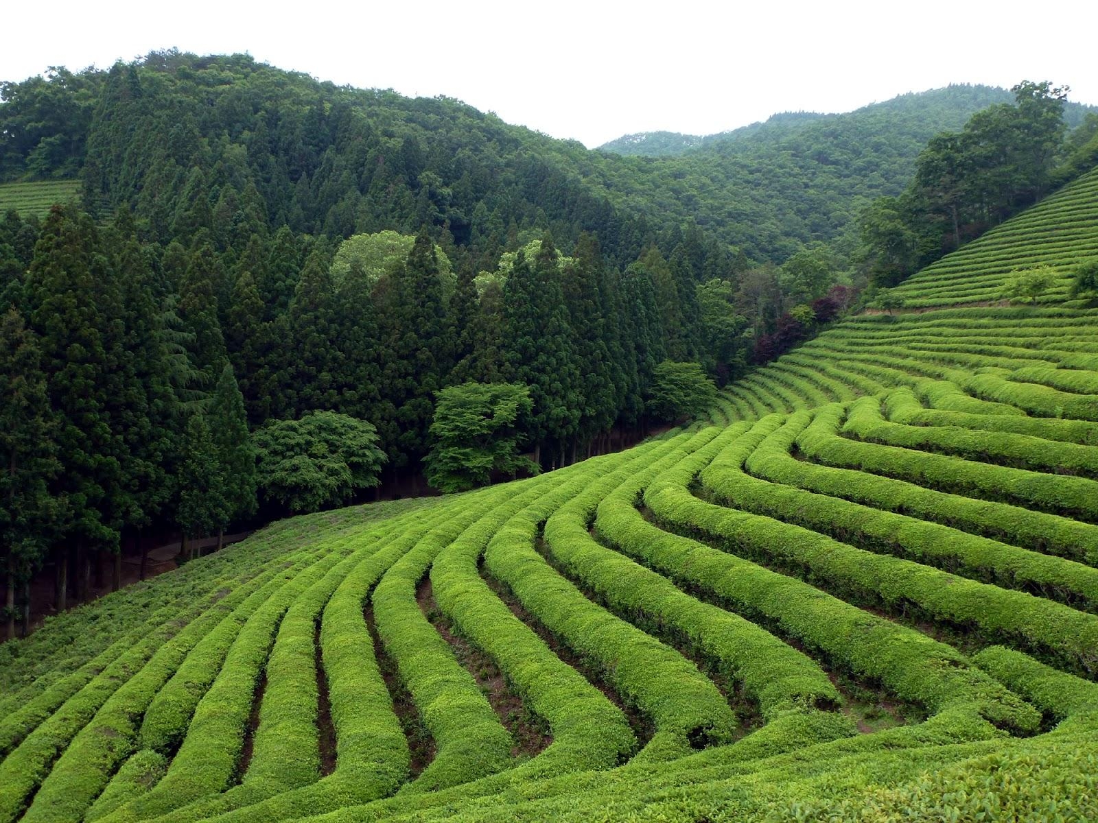 1600x1200 Destination Exploration: The Green Tea Fields of Boseong, Desktop