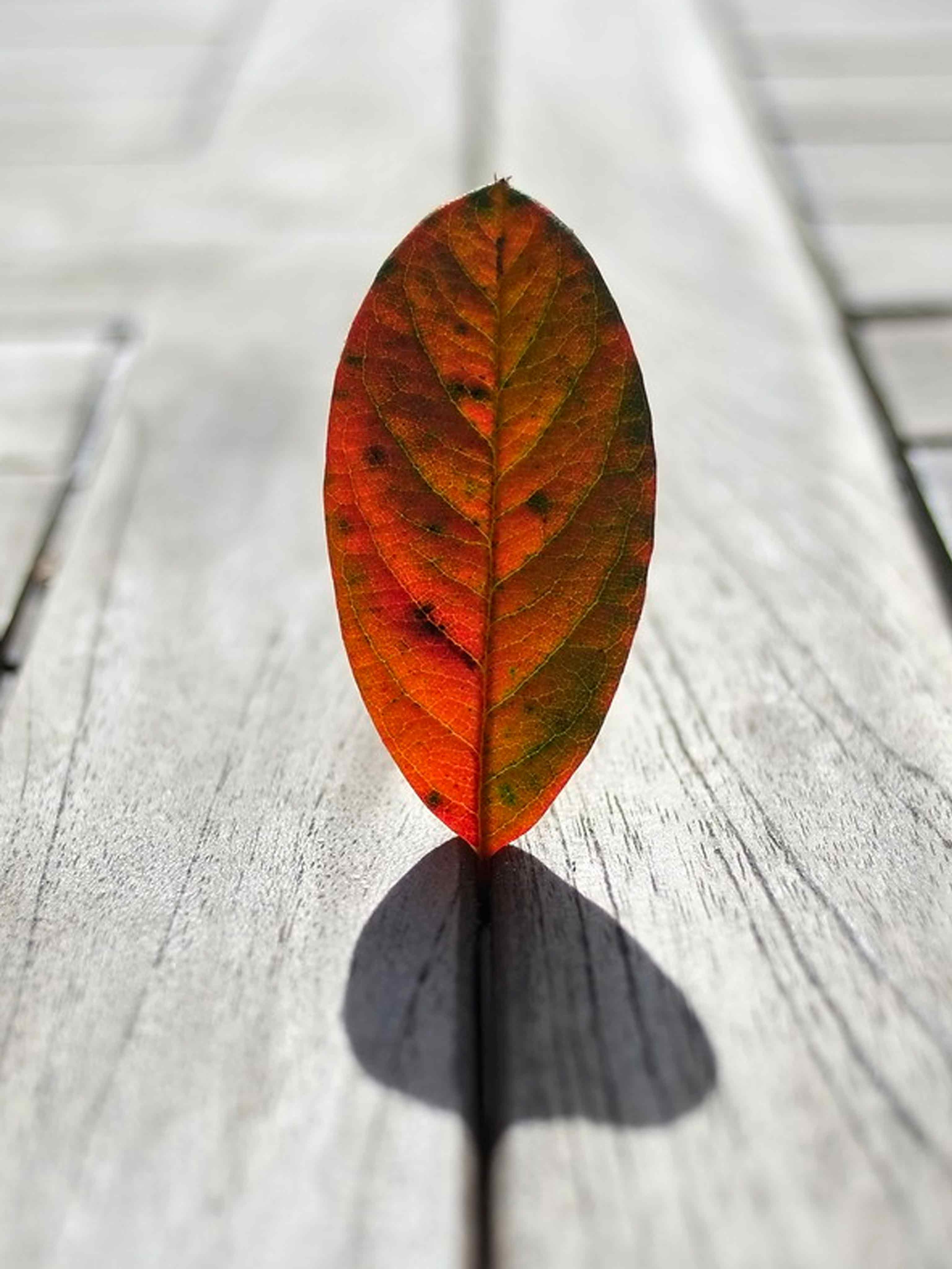 3080x4100 Autumn Leaves Minimalistic Photography, Phone