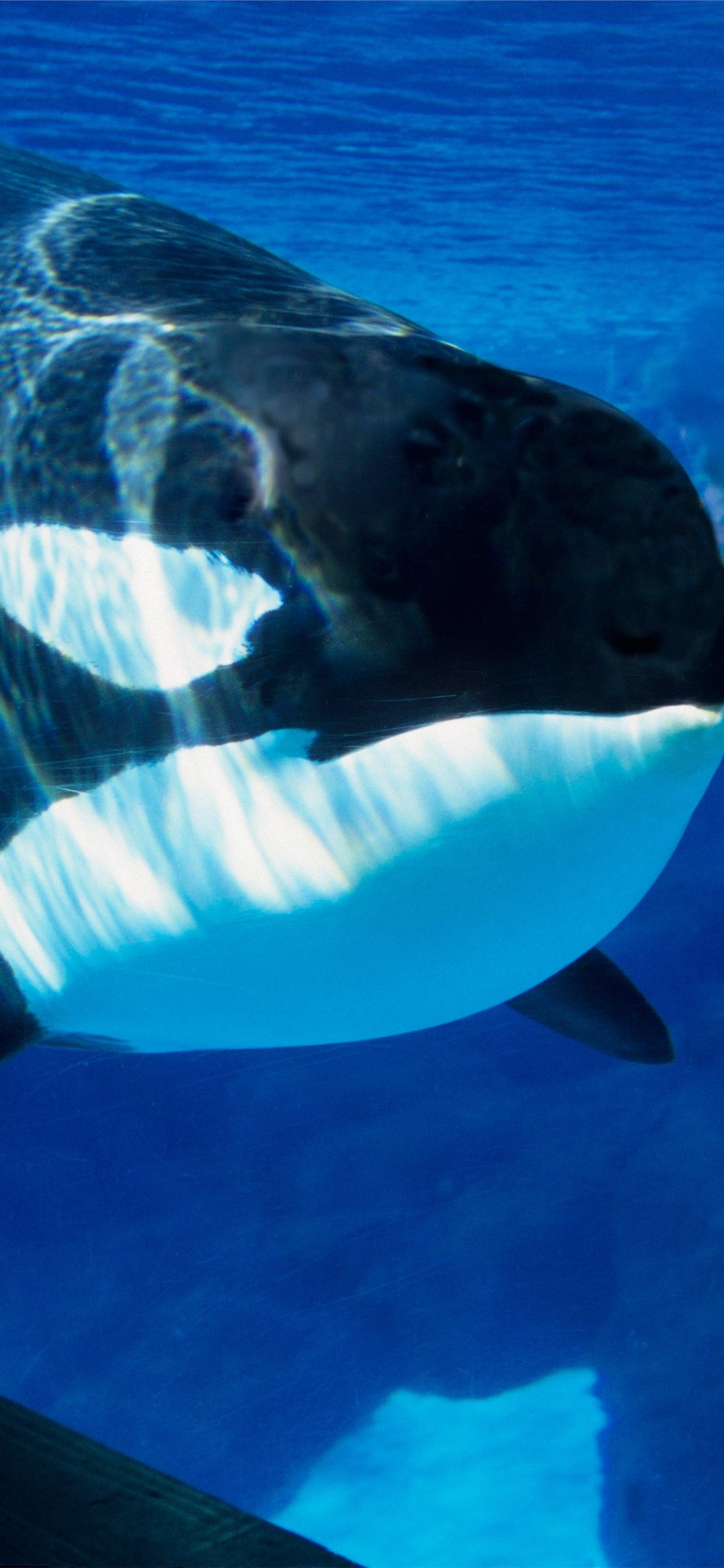 1290x2780 SeaWorld Is Officially Ending Its Killer Whale Pro. iPhone Wallpaper Free Download, Phone