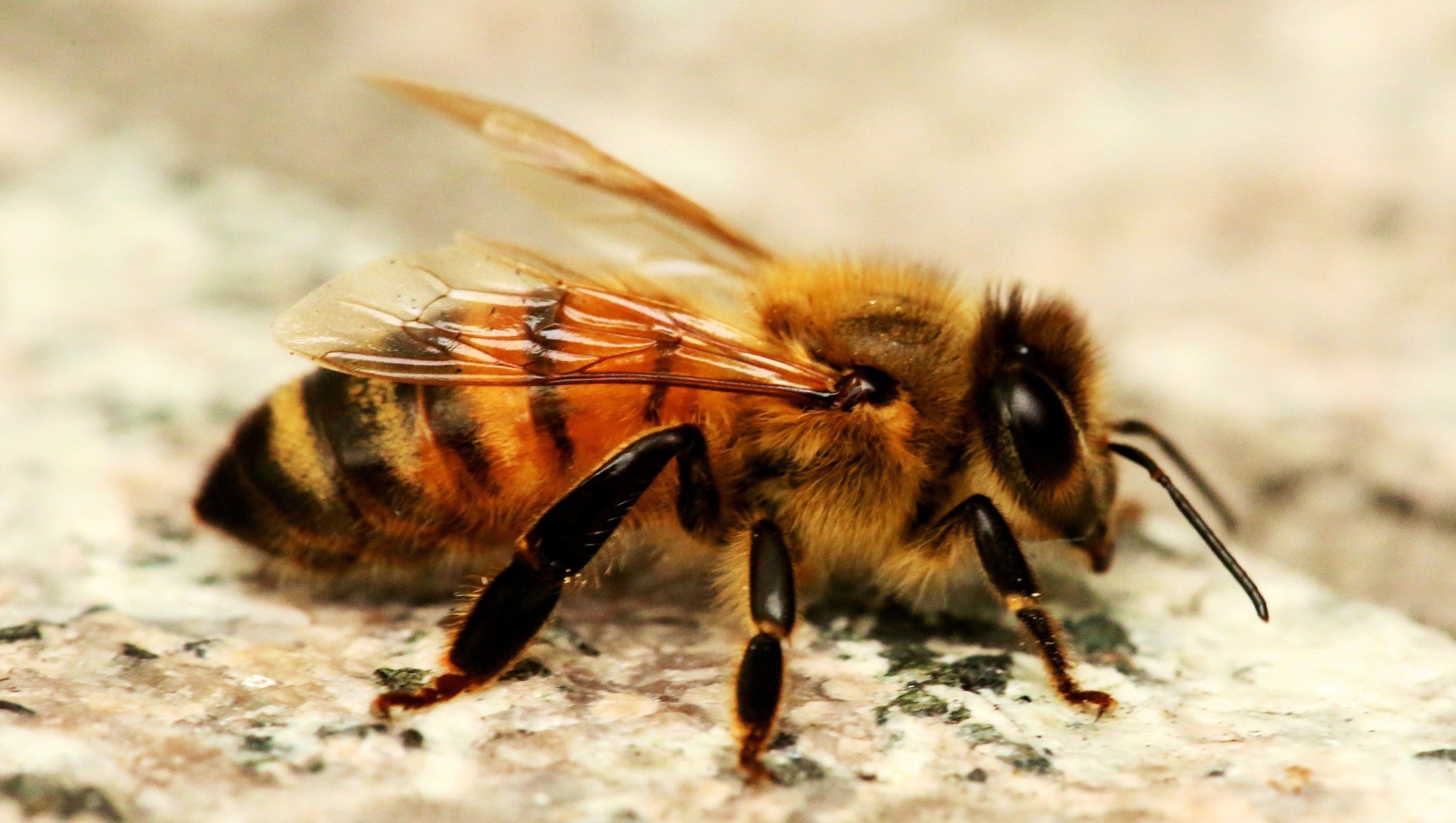 3920x2220 Honey Bee HD Wallpaper, Desktop