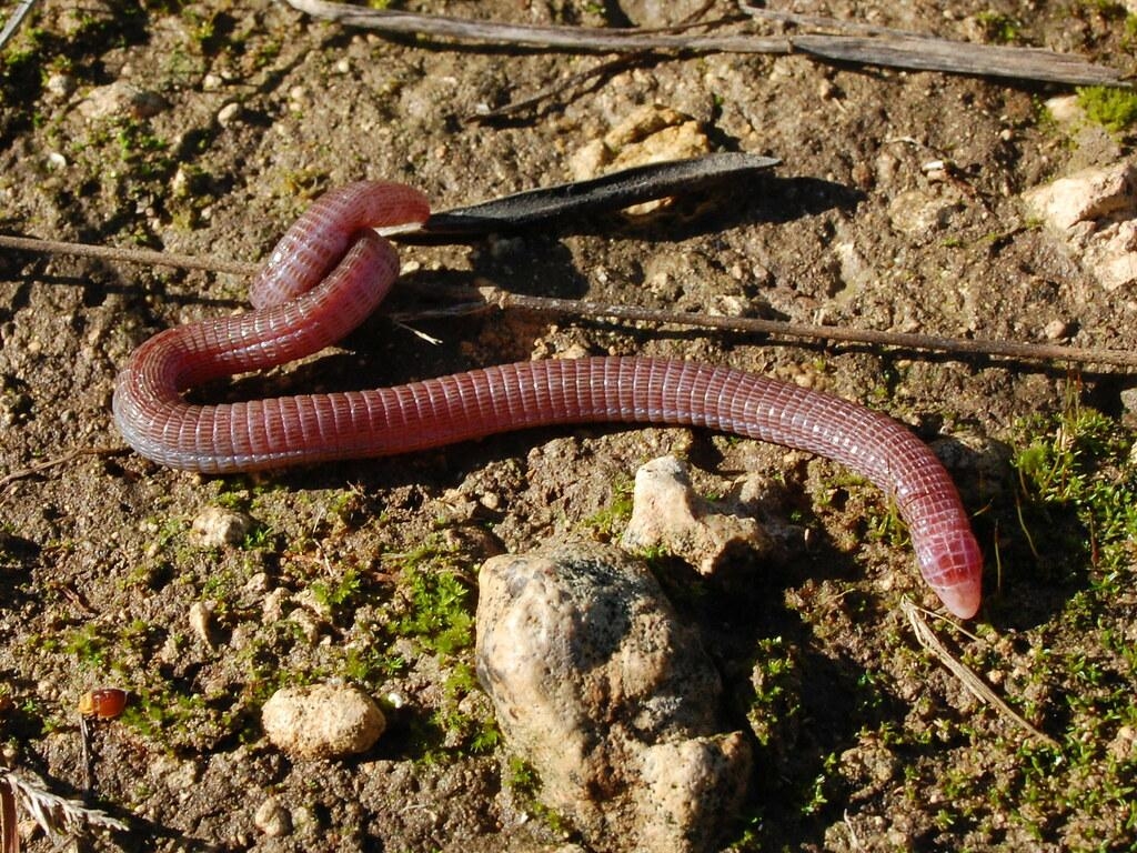 1030x770 Iberian Worm Lizard (Blanus cinereus). Photographed in Mala, Desktop