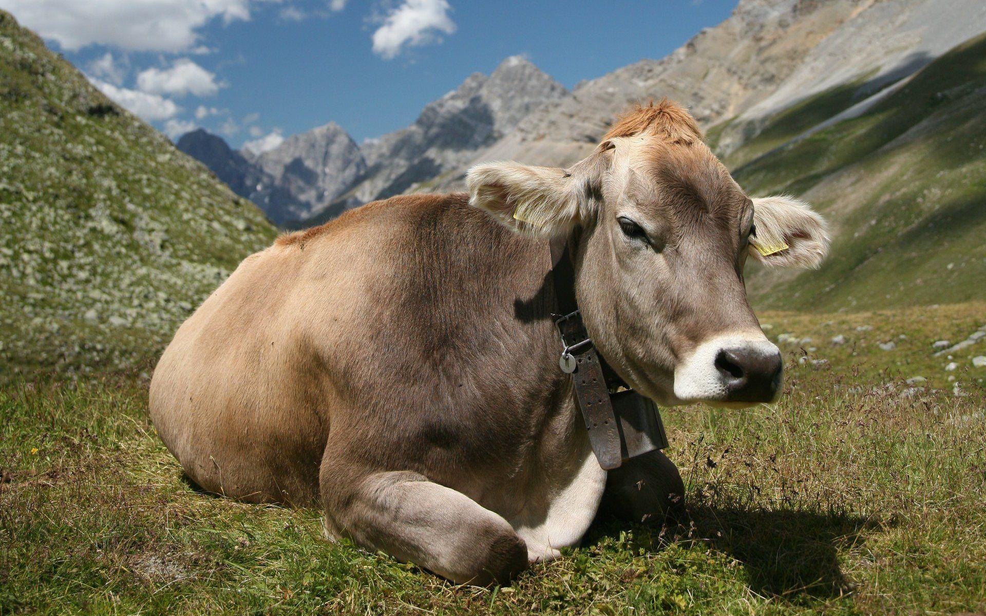 1920x1200 Cow HD Wallpaper and Background Image, Desktop