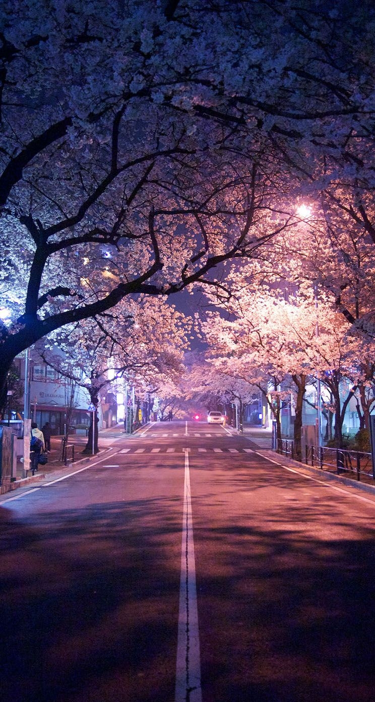 750x1400 The iPhone Wallpaper tokyo cherry blossom, Phone