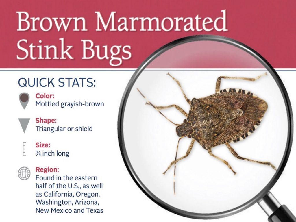 1030x770 HOW TO GET RID OF BROWN MARMORATED STINK BUG, Desktop