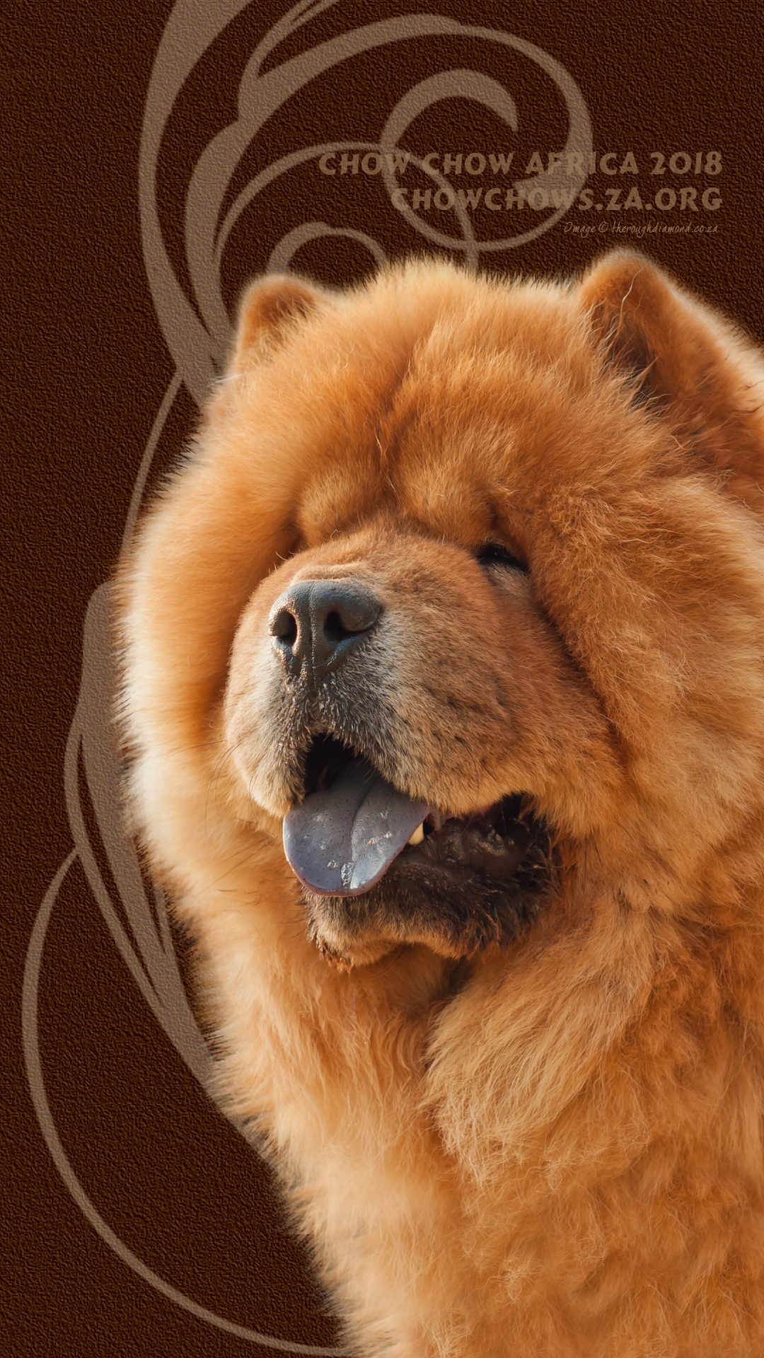 1080x1920 Chow Chow Africa desktop mobile wallpaper, Phone