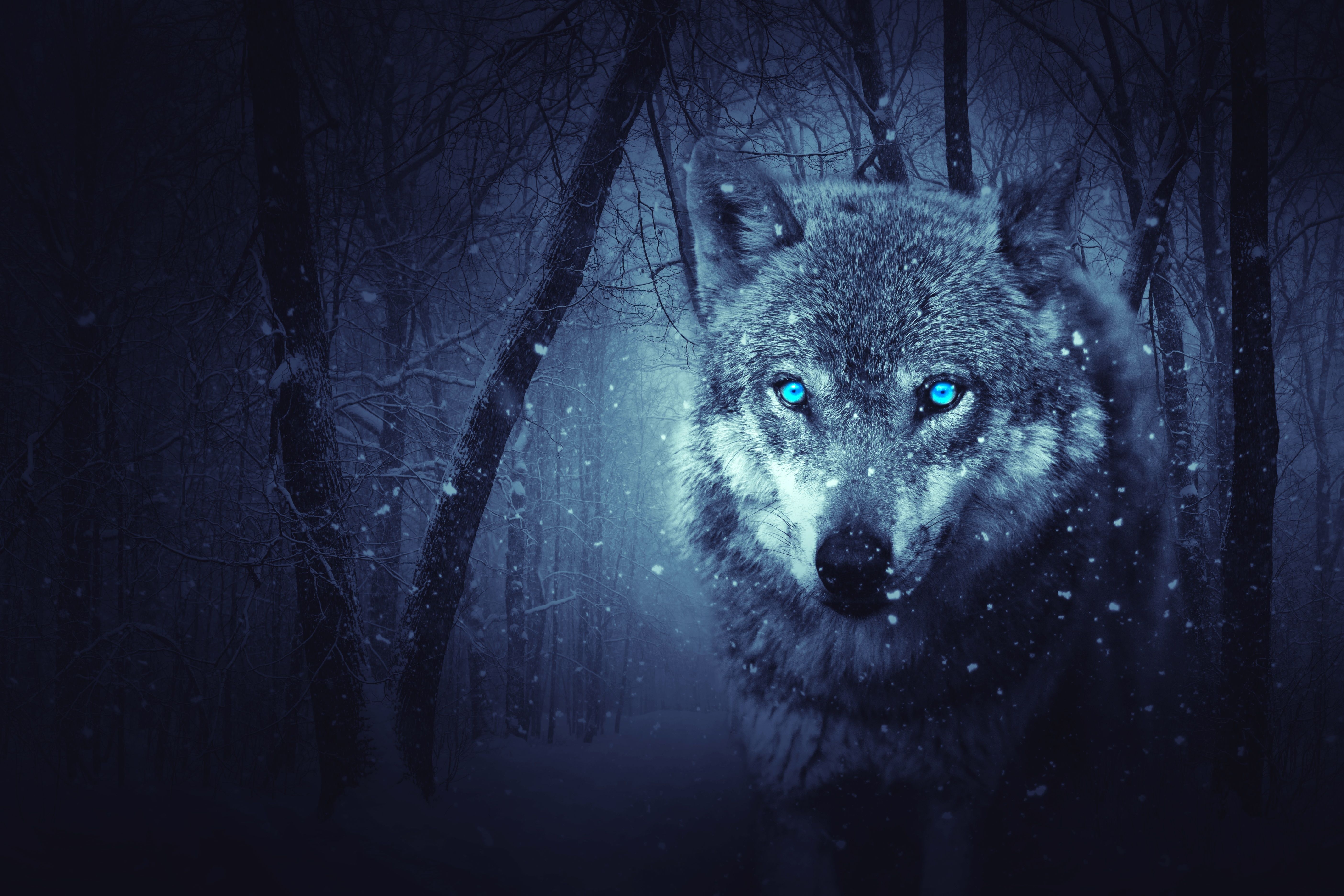 5620x3750 Wallpaper Wild Wolf, Blue eyes, Scary, Snowfall, Winter, 4K, Animals, Desktop