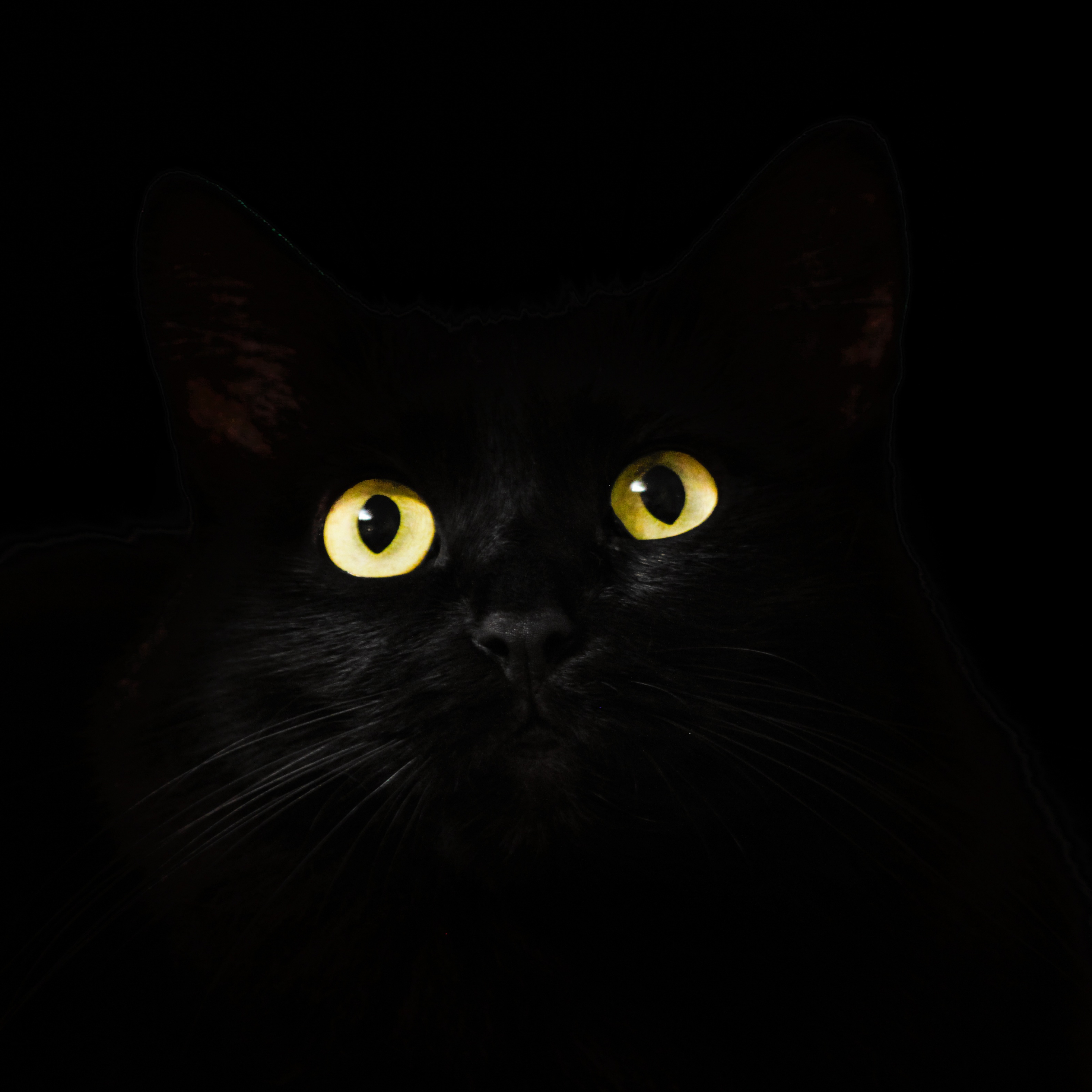 2940x2940 Download wallpaper  black cat, muzzle, animal, yellow eyes, ipad pro retina,  HD background, 922, Phone