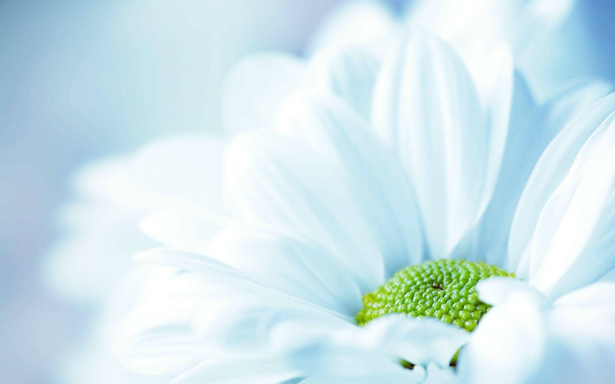 2560x1600 Fresh White Flower wallpaper, Desktop