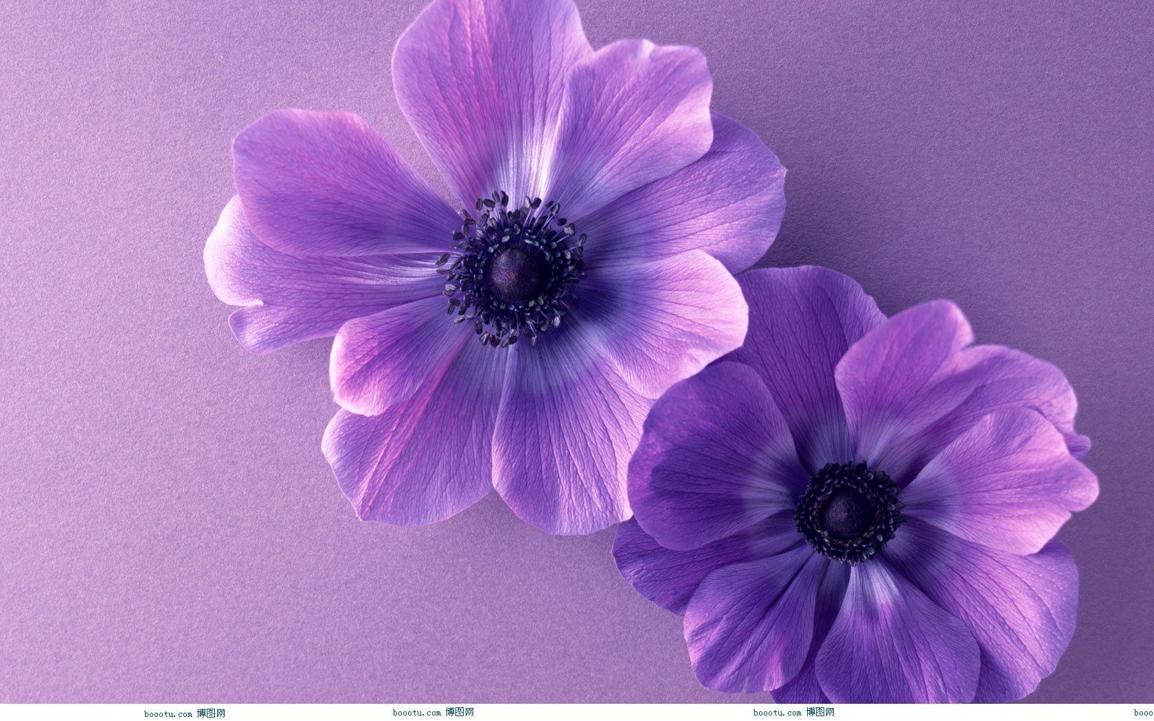 1680x1050 Cute Purple Wallpaper Free Wallpaper That You Can Download To, Desktop