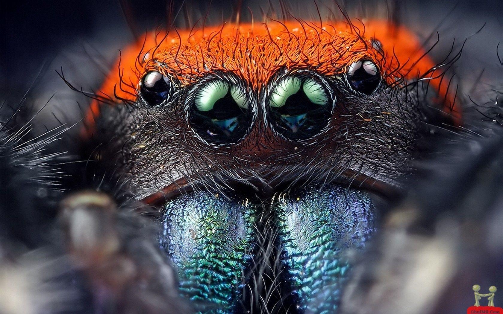 1680x1050 Natural Spider 8 Eyes HD Wallpaper (1948). Animal, Nature, Desktop