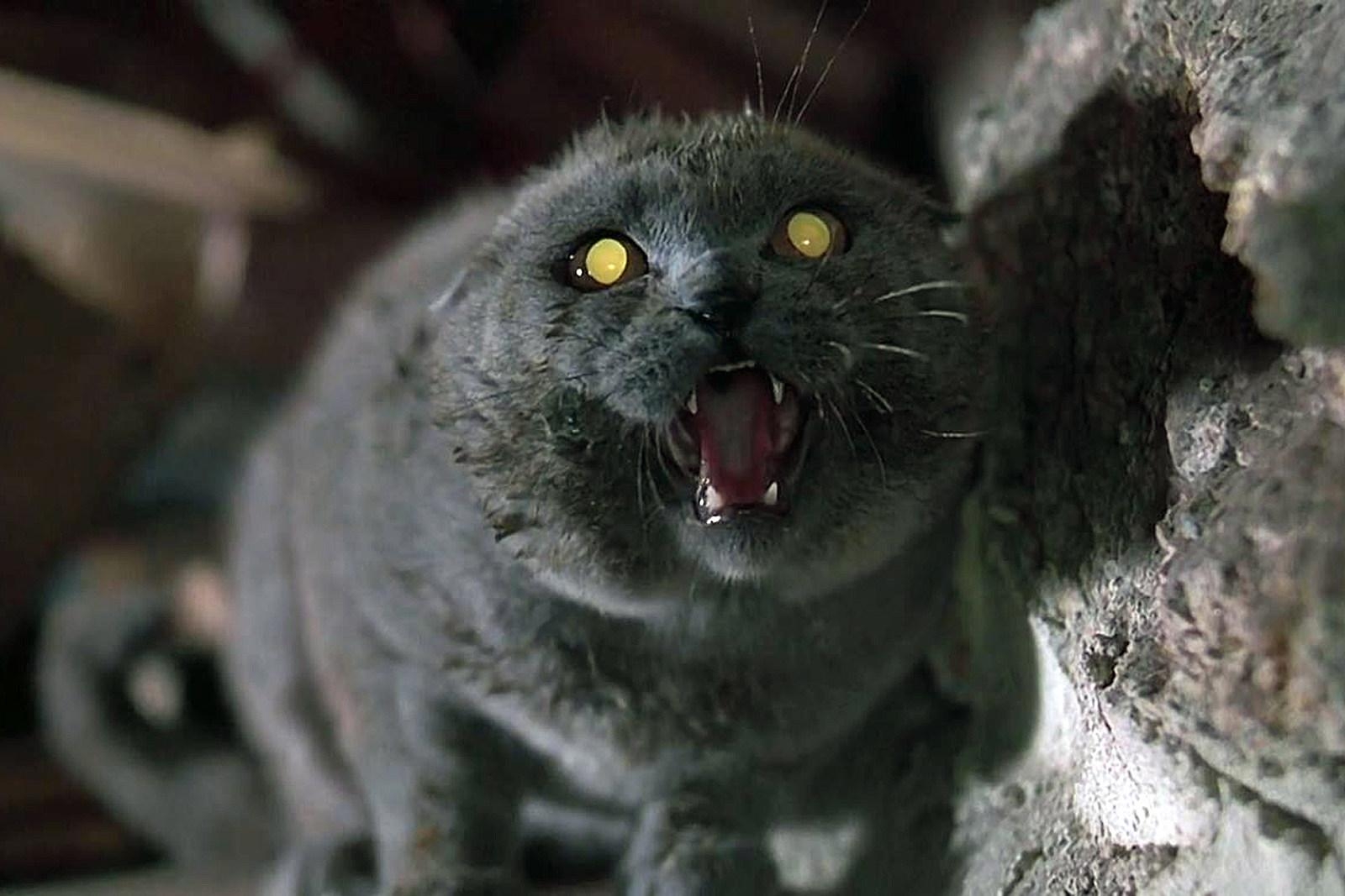 1600x1070 Pet Sematary 2019 Wallpaper High Quality, Desktop