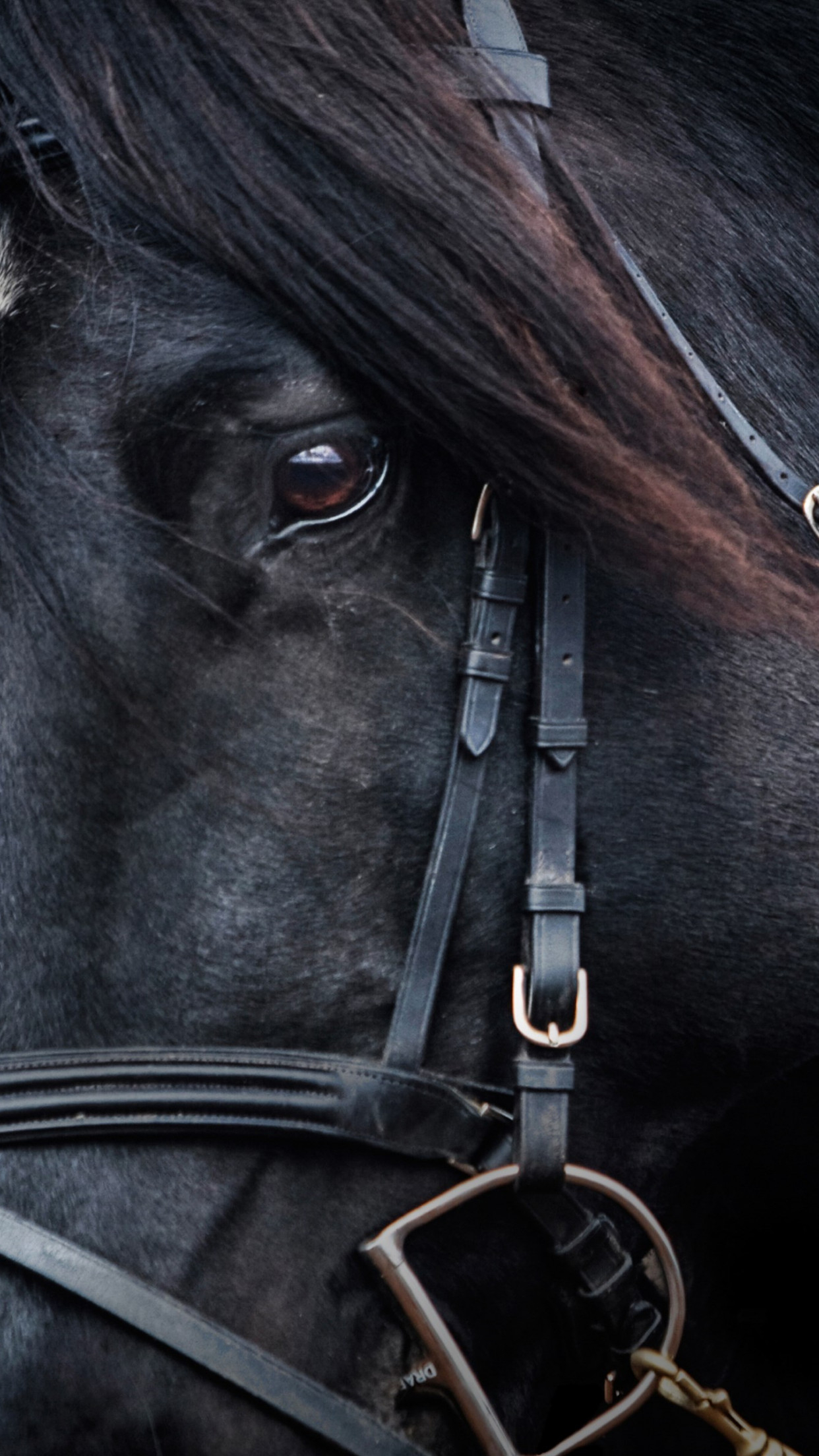 1250x2210 Download wallpaper: Black horse, Phone