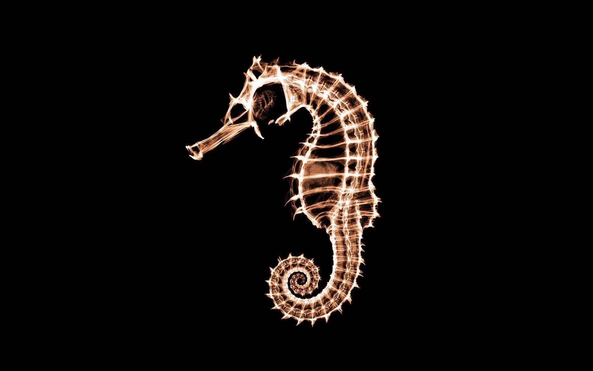 1920x1200 Full View and Download sea horse Wallpaper. Hot HD, Desktop