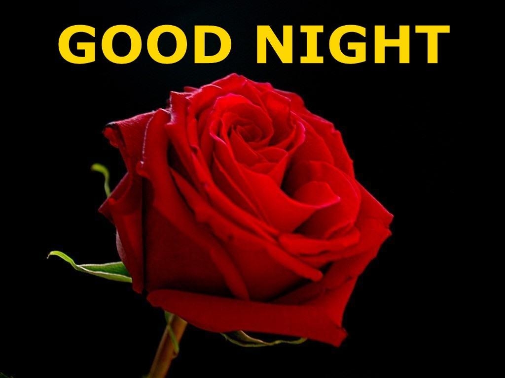 1030x770 Good Night Red Rose HD Wallpaper, Desktop