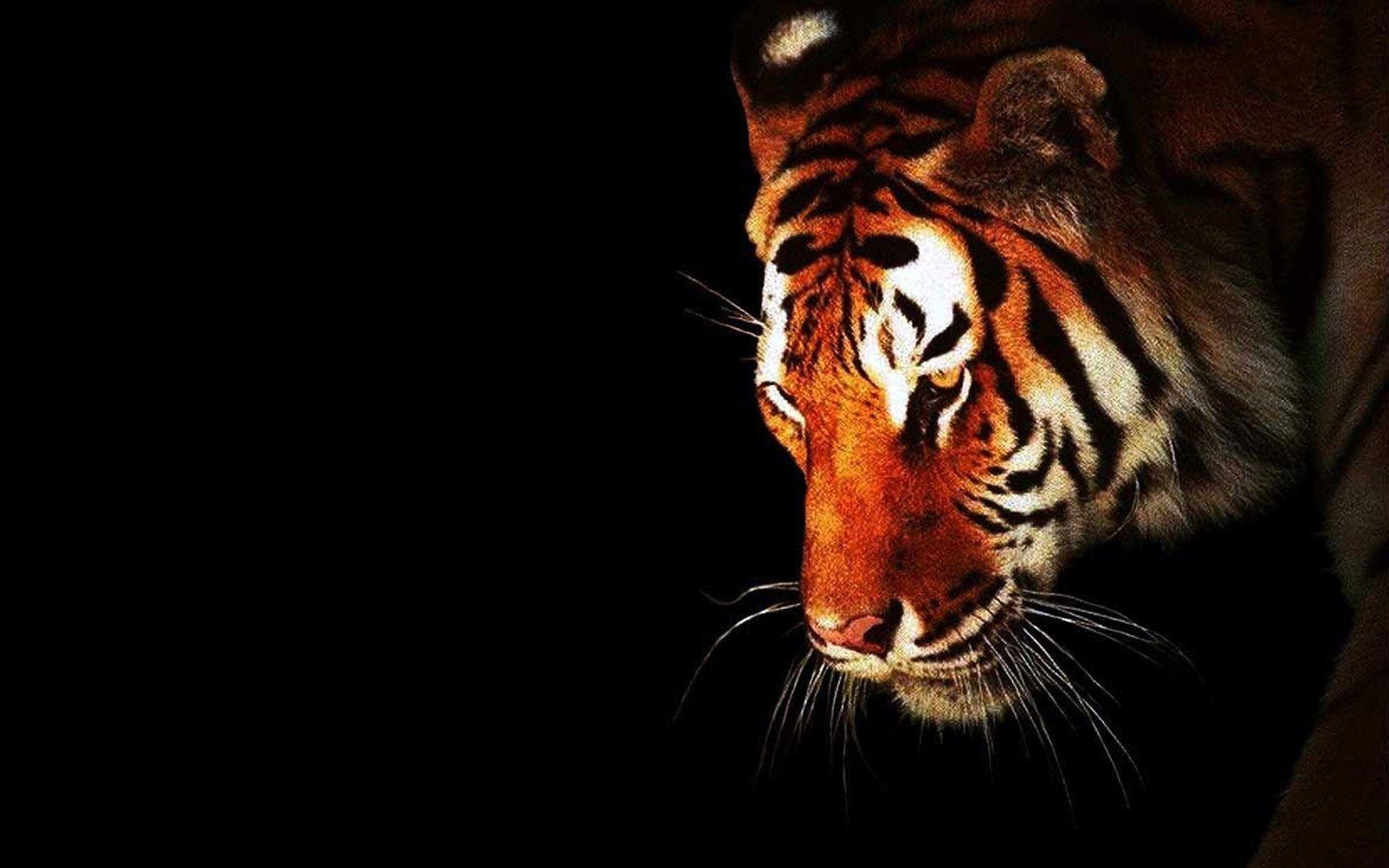 1920x1200 Black Tiger Wallpaper, Desktop