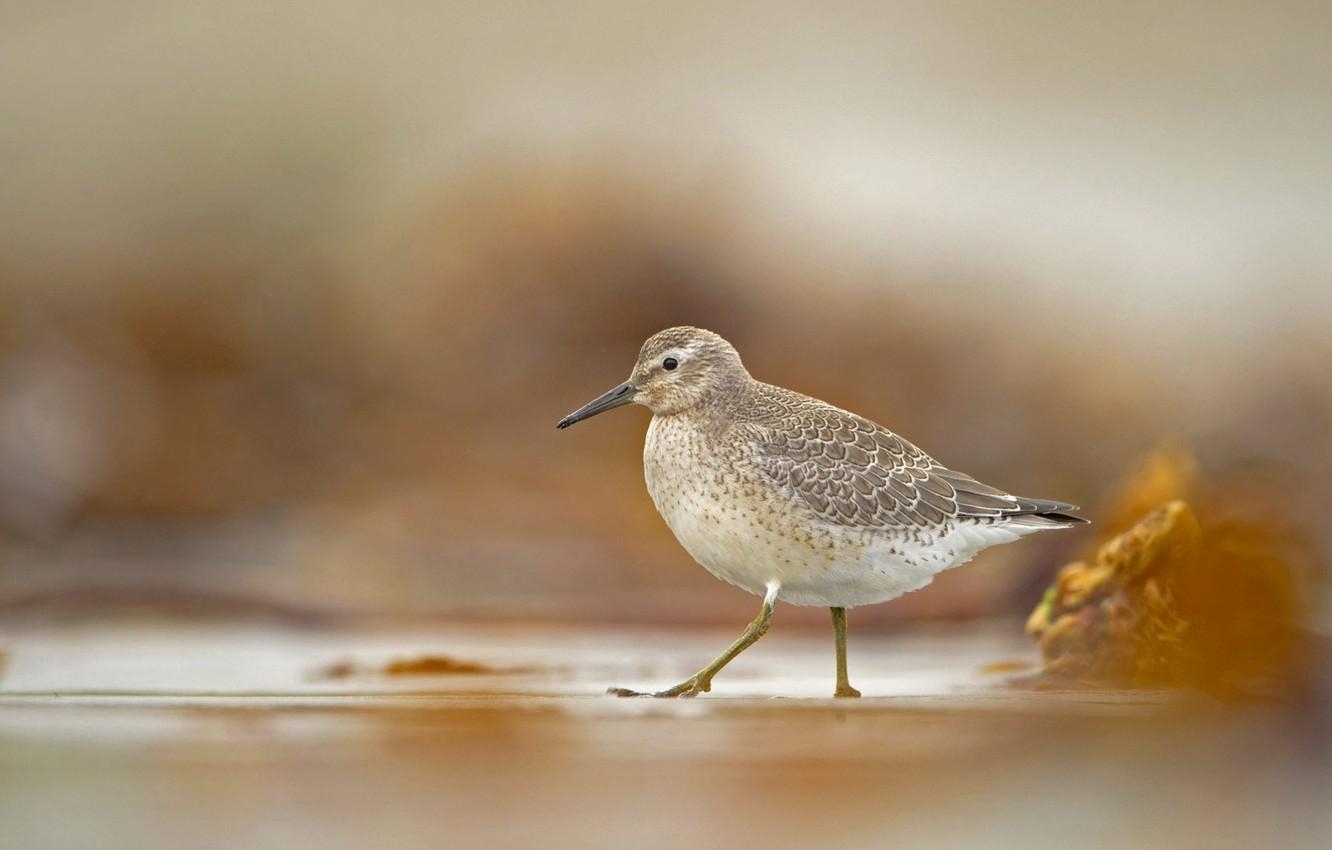 1340x850 Wallpaper bird, beak, Icelandic Sandpiper image for desktop, Desktop