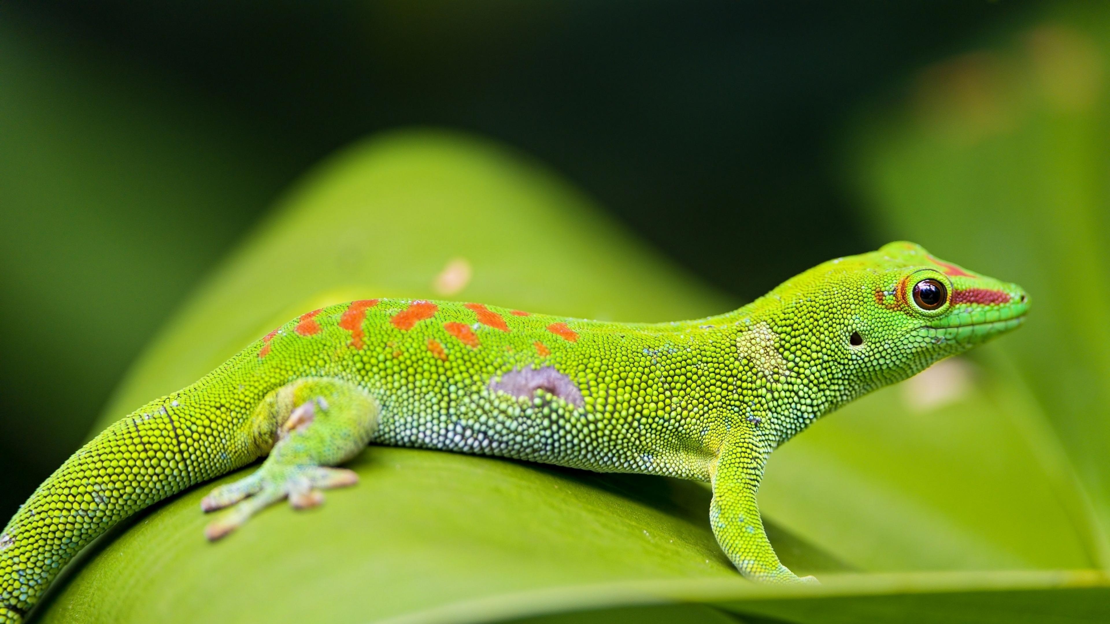 3840x2160 Madagascar Day Gecko 4K UltraHD Wallpaper. Wallpaper Studio 10, Desktop