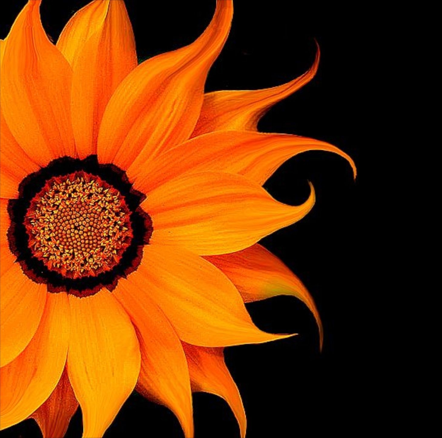 1460x1450 Sunflowers. Flower desktop wallpaper, Orange flowers, Beautiful flowers, Desktop