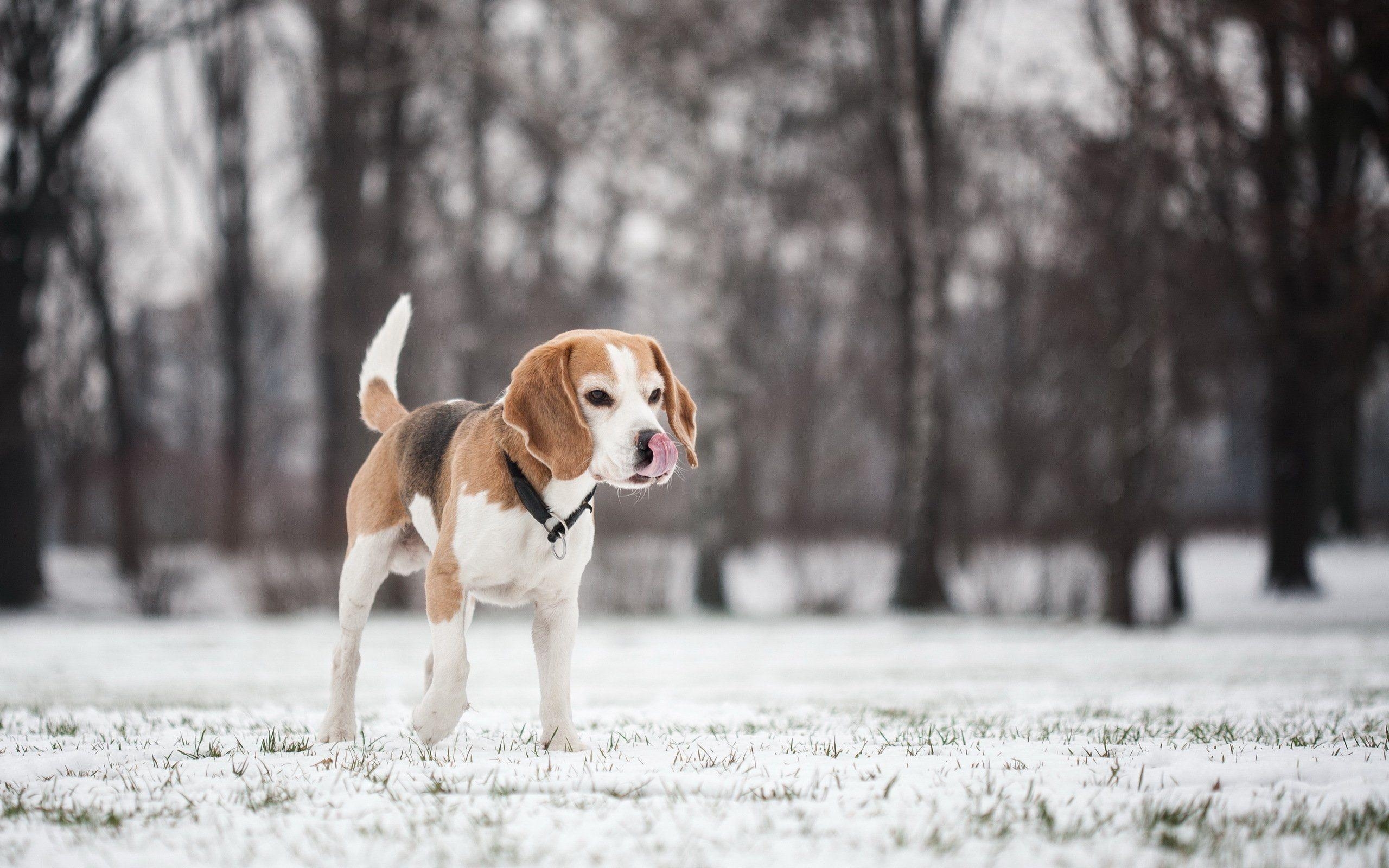 2560x1600 Dogs Beagle Snow Animals puppy winter wallpaperx1600, Desktop