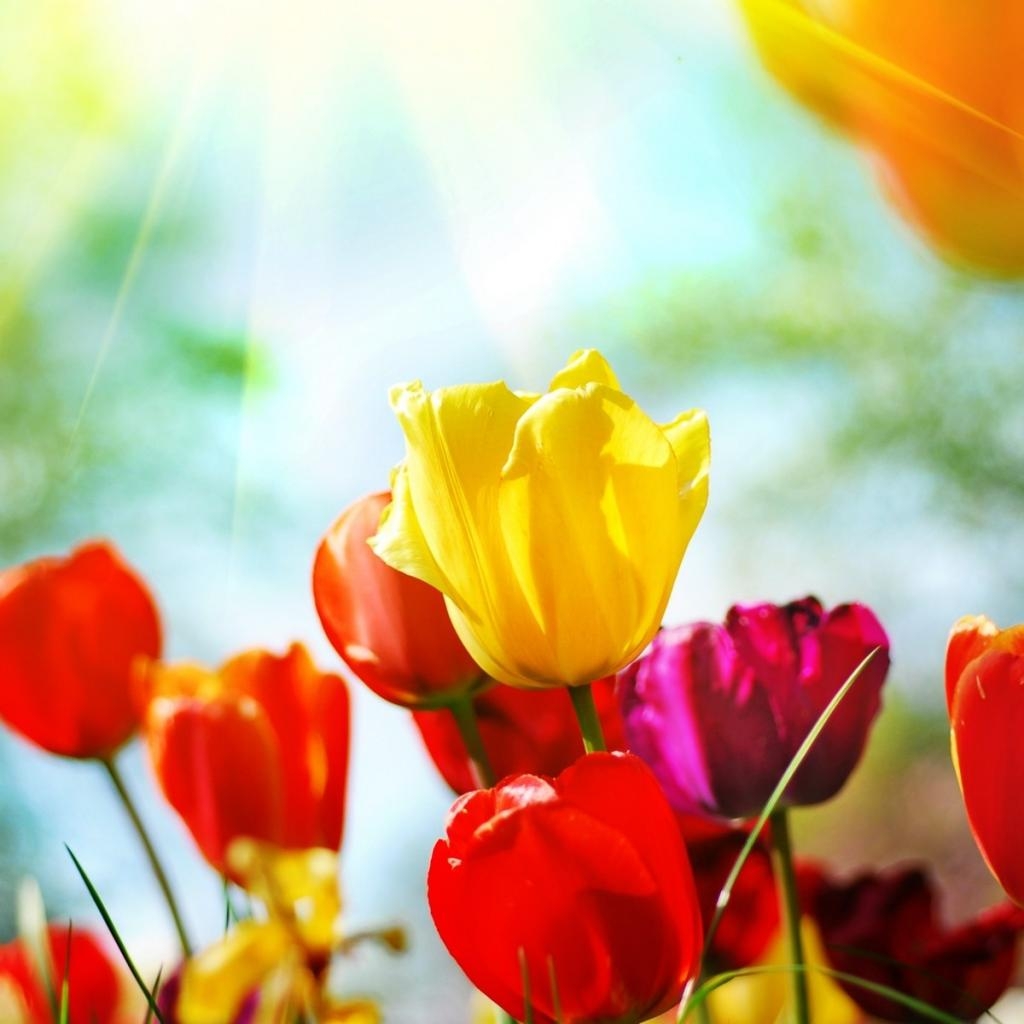 1030x1030 Free Spring Wallpaper for iPad, Phone