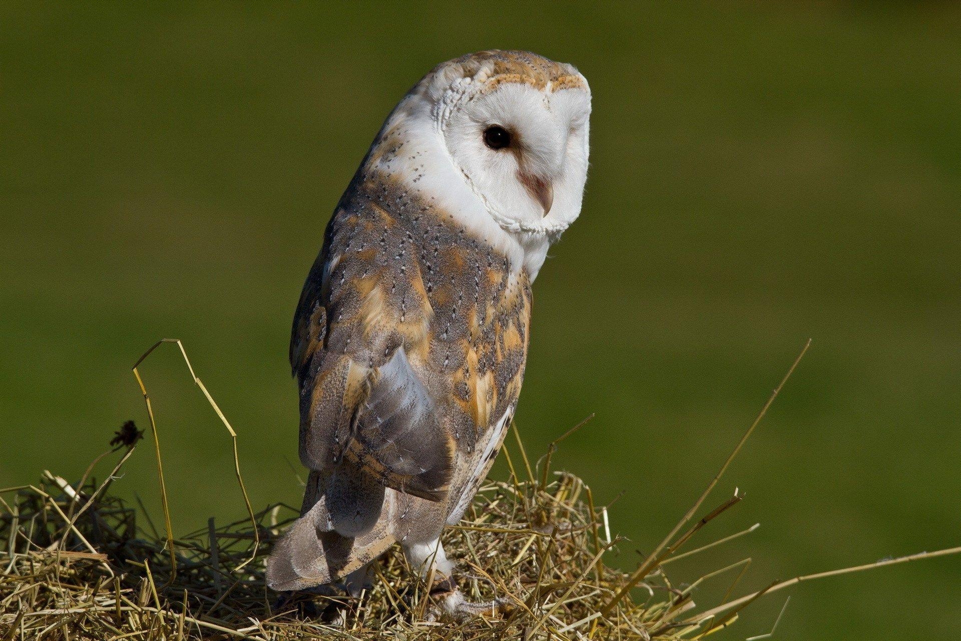 1920x1280 Wallpaper for Desktop: barn owl Download Awesome collection, Desktop