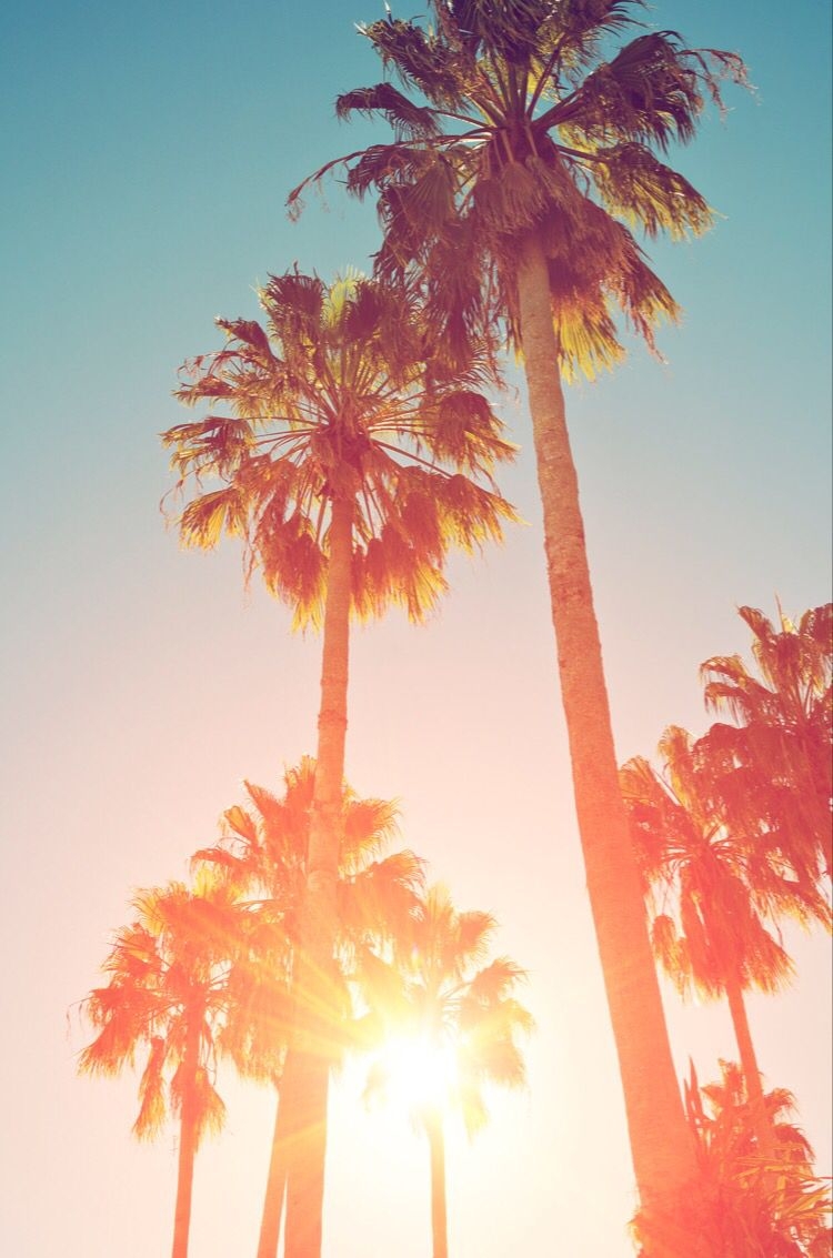 750x1140 Summer Palm Trees Wallpaper, Phone