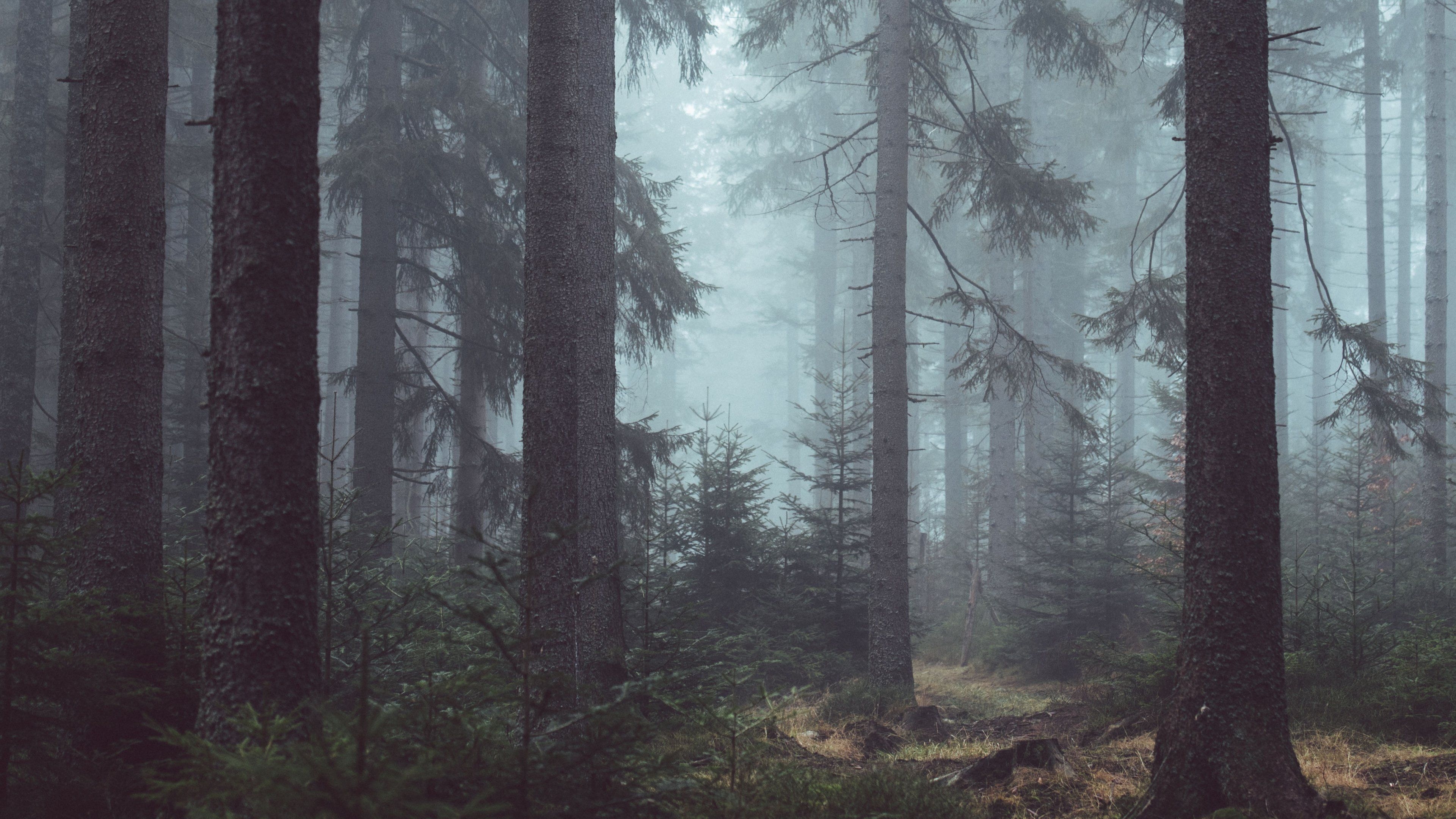 3840x2160 Misty Forest Wallpaper Free Misty Forest Background, Desktop