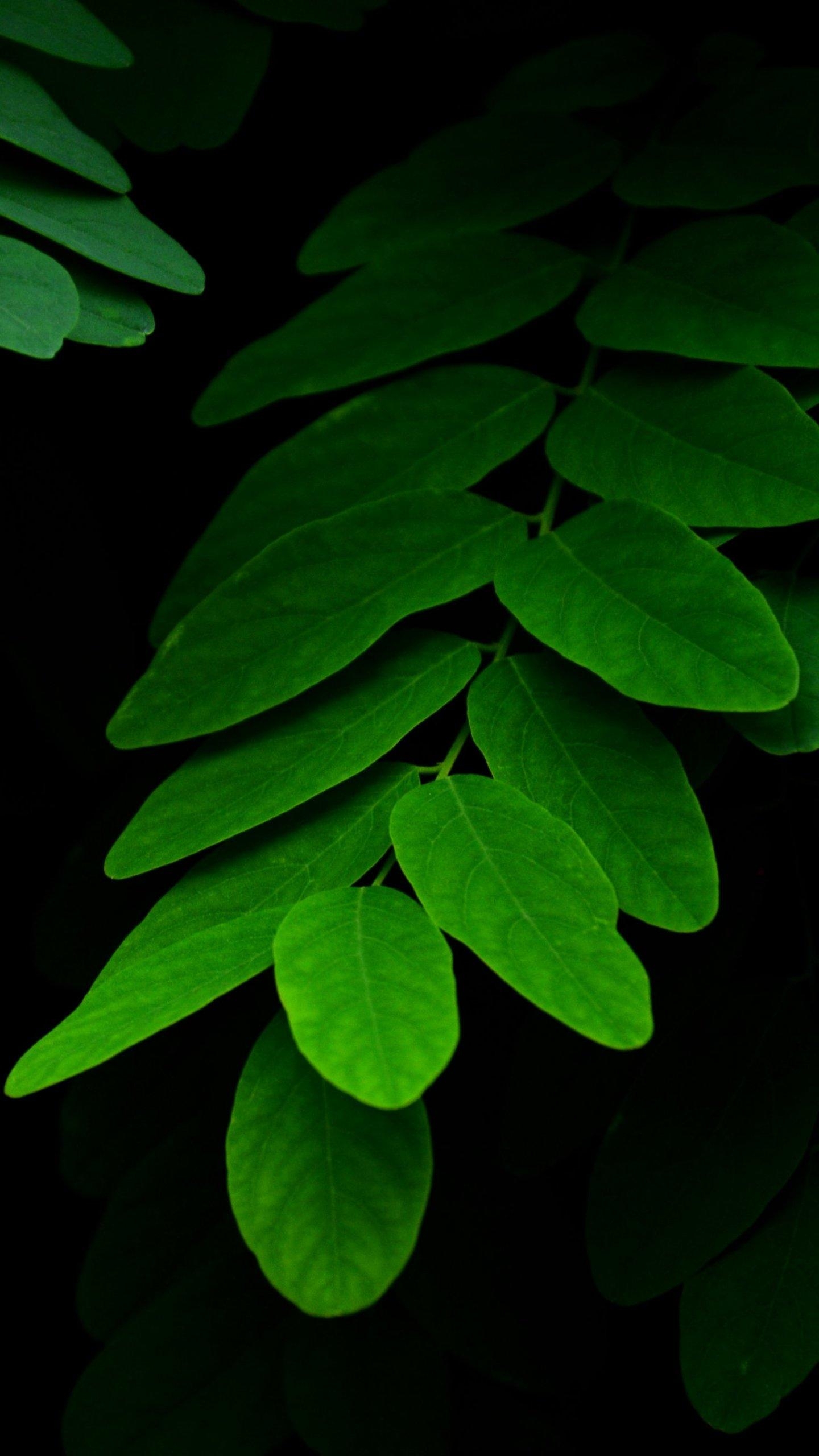 1440x2560 Leaves on Black Background Wallpaper, Android & Desktop, Phone