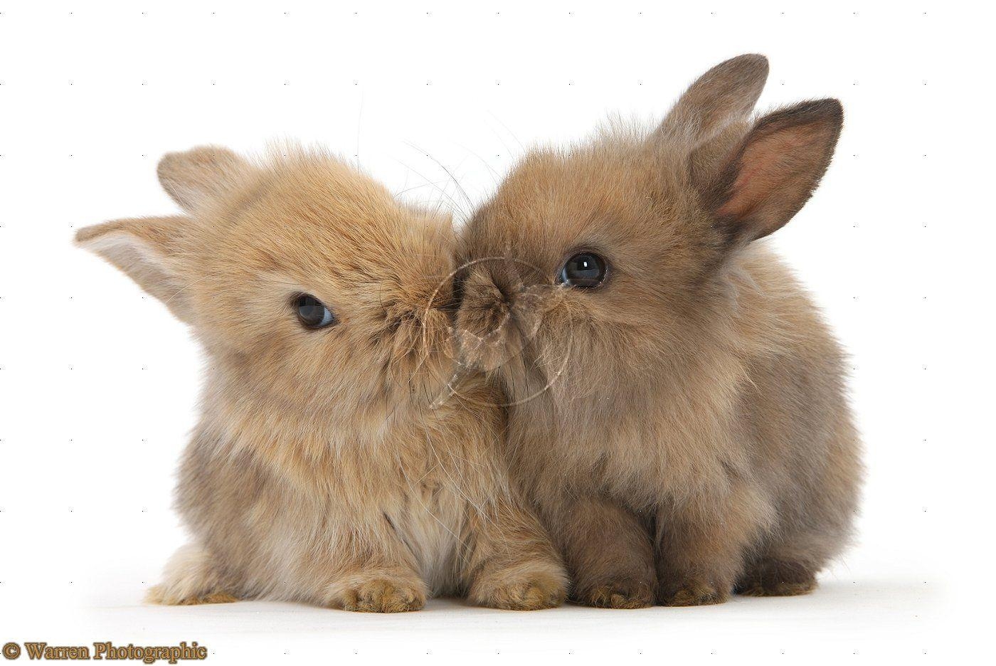 1400x940 Wallpaper For > Cute Baby Bunny Wallpaper, Desktop