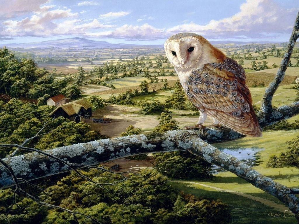 1030x770 Owl HD Wallpaper Desktop Picture, Desktop