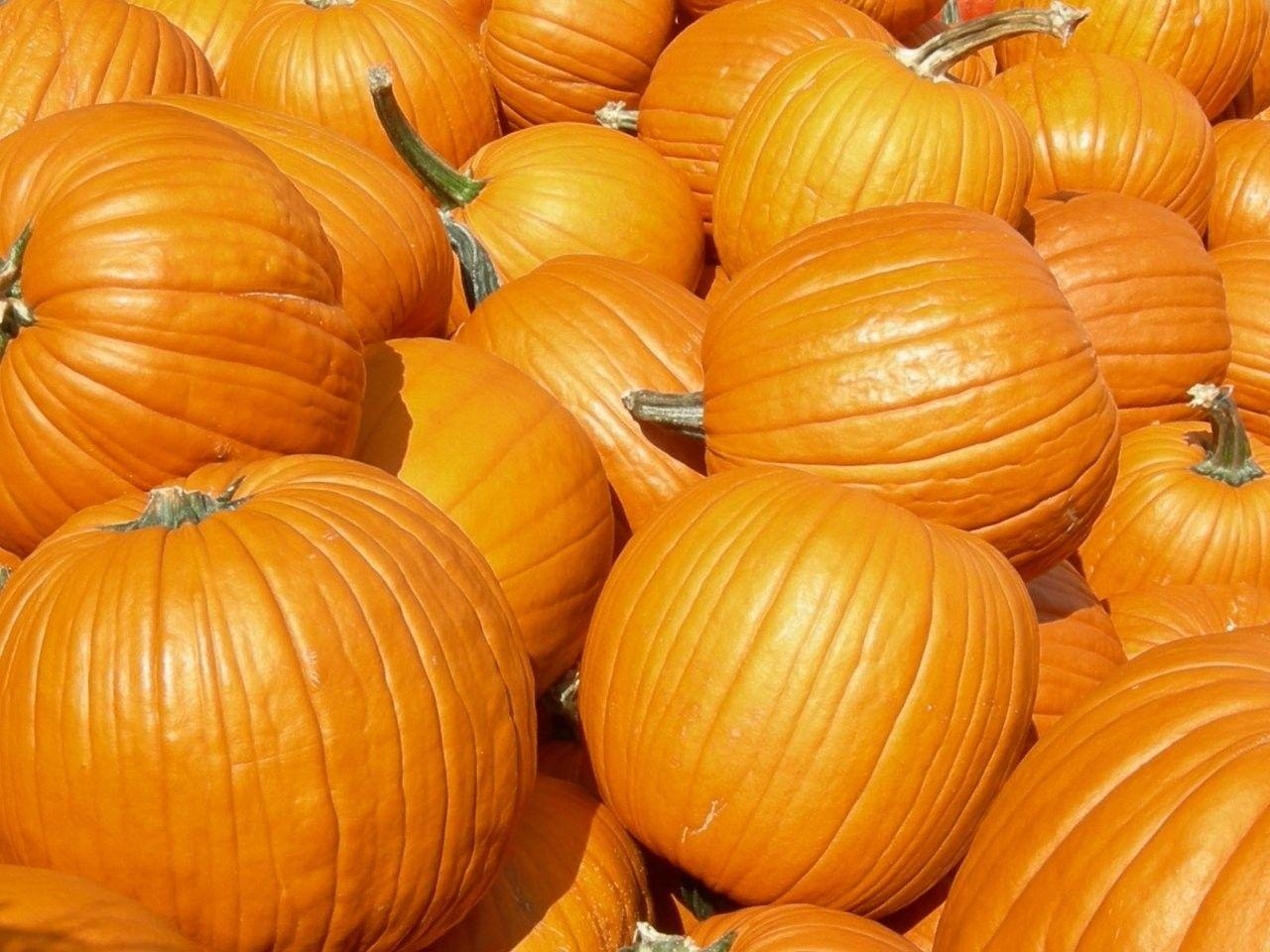 1280x960 Pumpkin Patch Wallpaper, Desktop