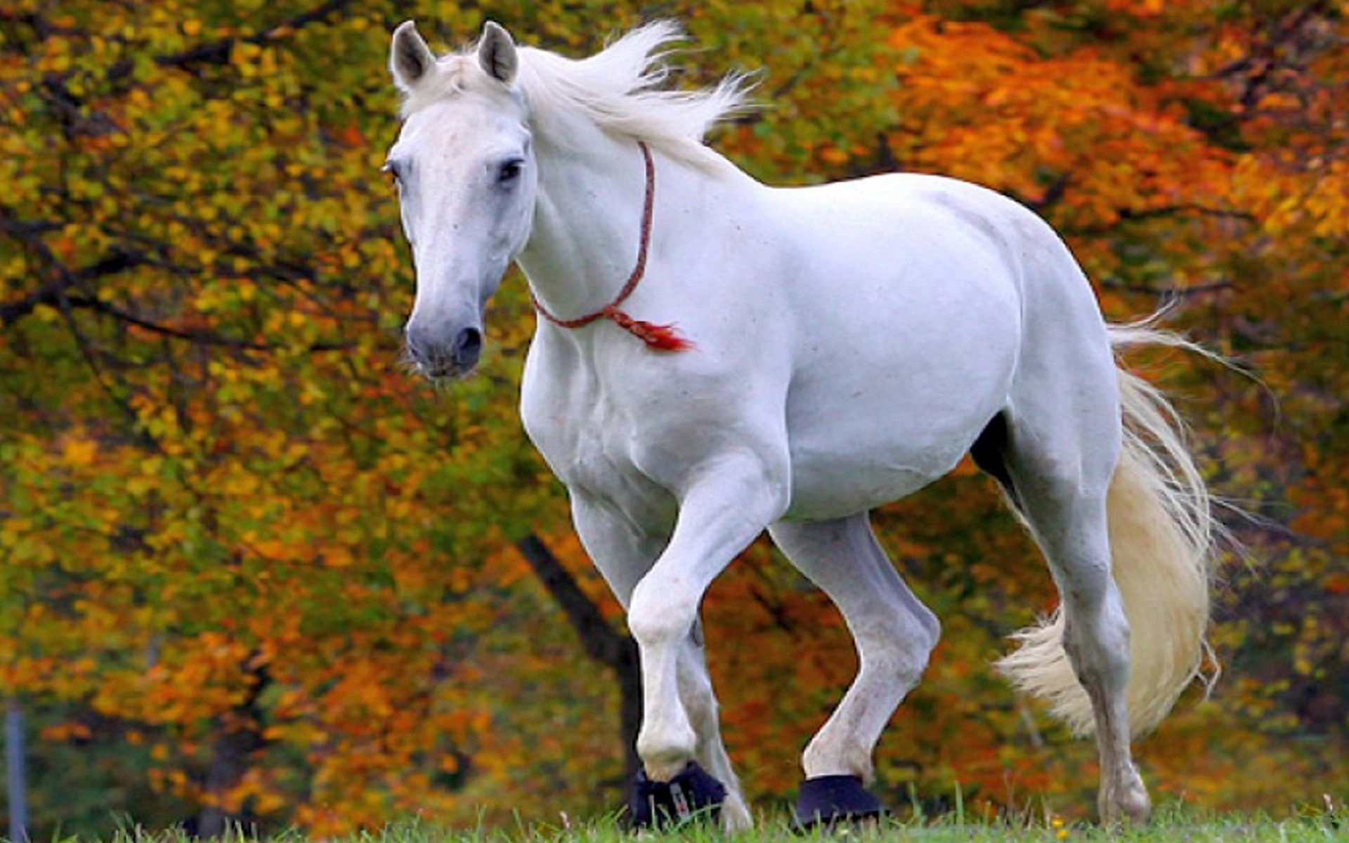 1920x1200 White Horse Wallpaper, Desktop