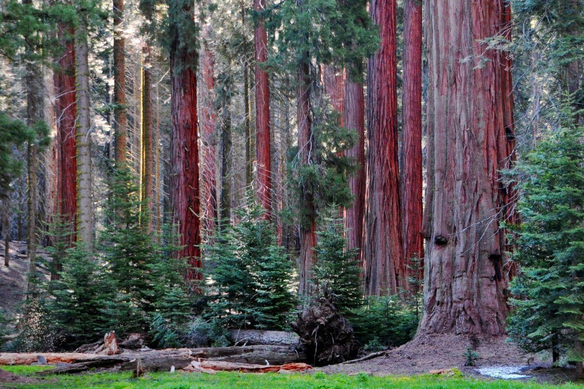 1160x770 Sequoia and Kings Canyon National Park Slideshow Photo 30 of 55, Desktop