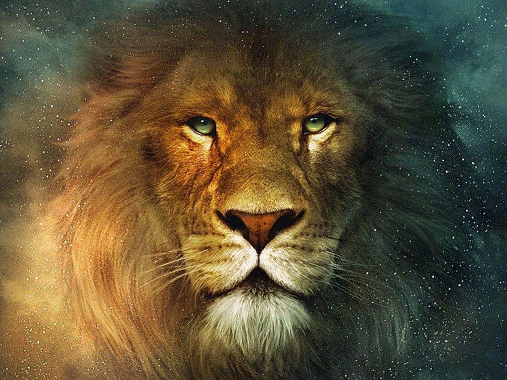 1030x770 lion background wallpaper HD, Desktop