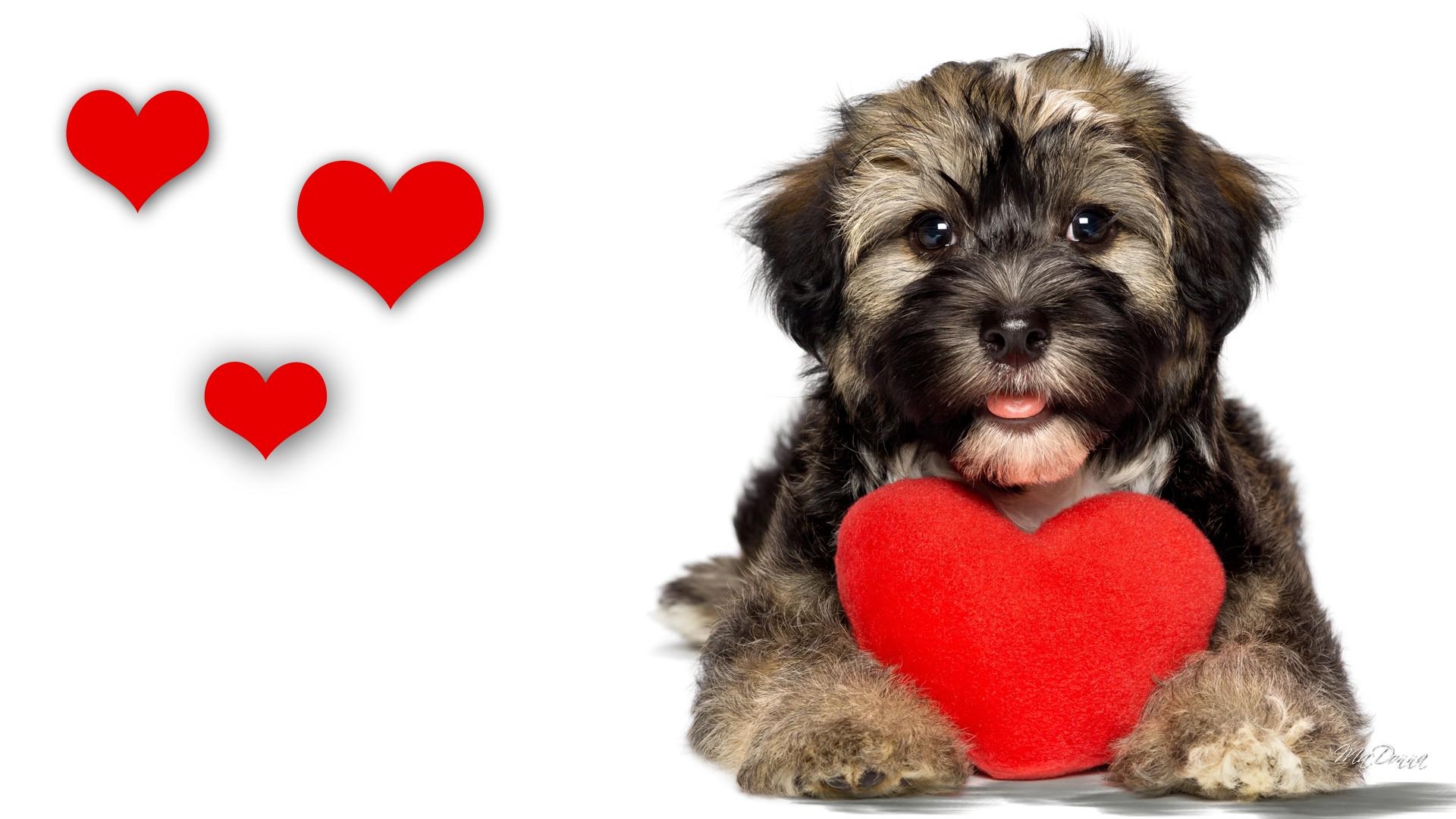 1920x1080 Love Your Pet Day Wallpaper. Love, Desktop