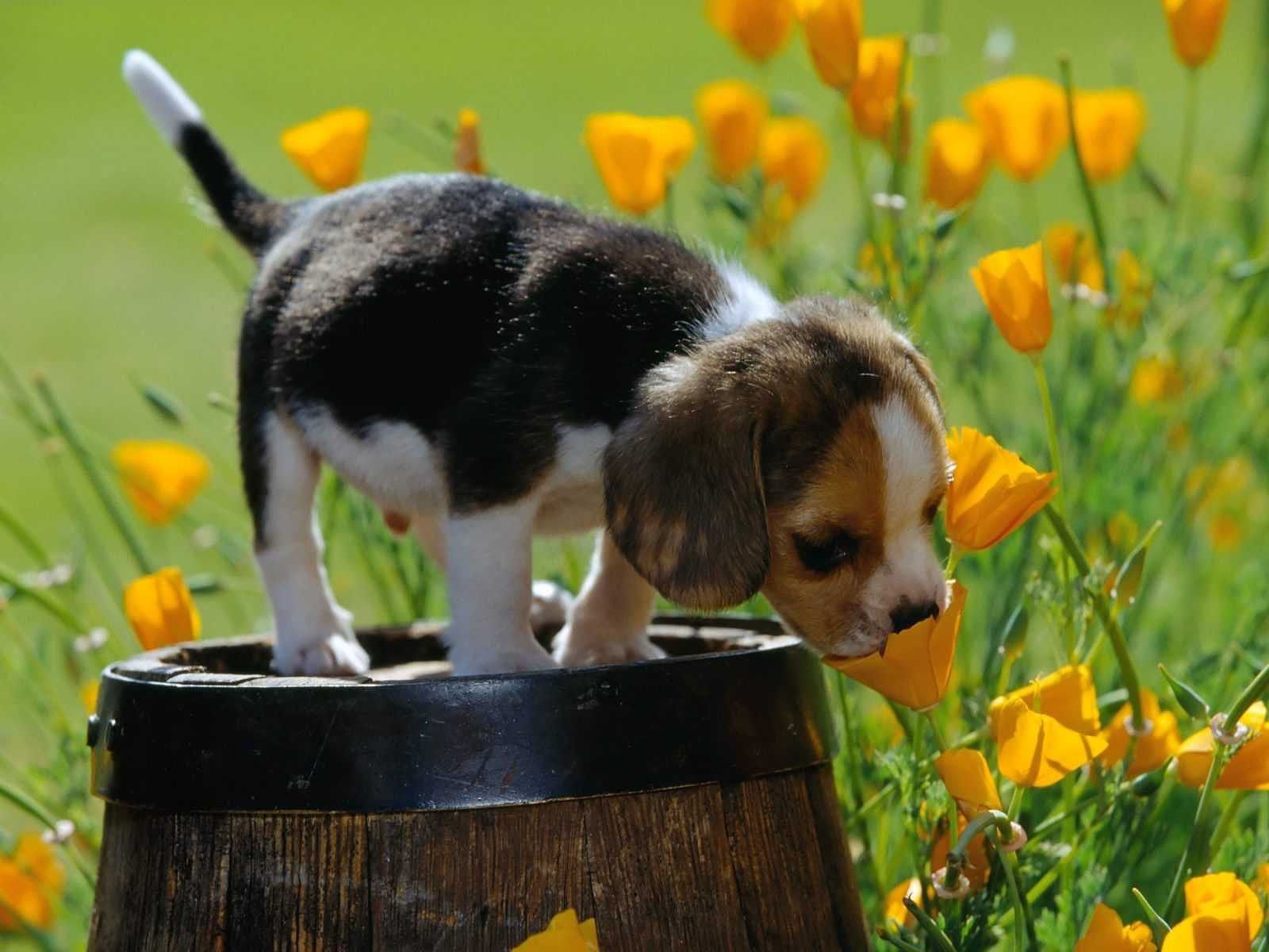 1600x1200 spring puppy wallpaper. Cute beagles, Puppy dog picture, Cute, Desktop