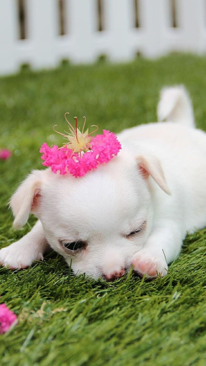 720x1280 Cute Puppy Wallpaper: Appstore for Android, Phone